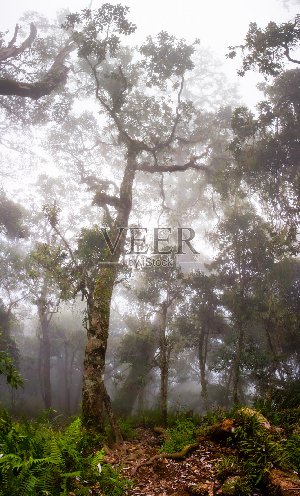 雾中的雨林照片摄影图片