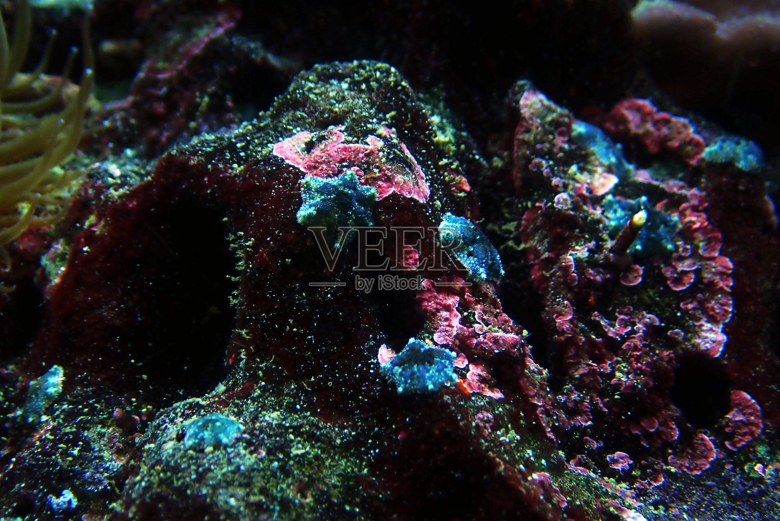 海星照片摄影图片