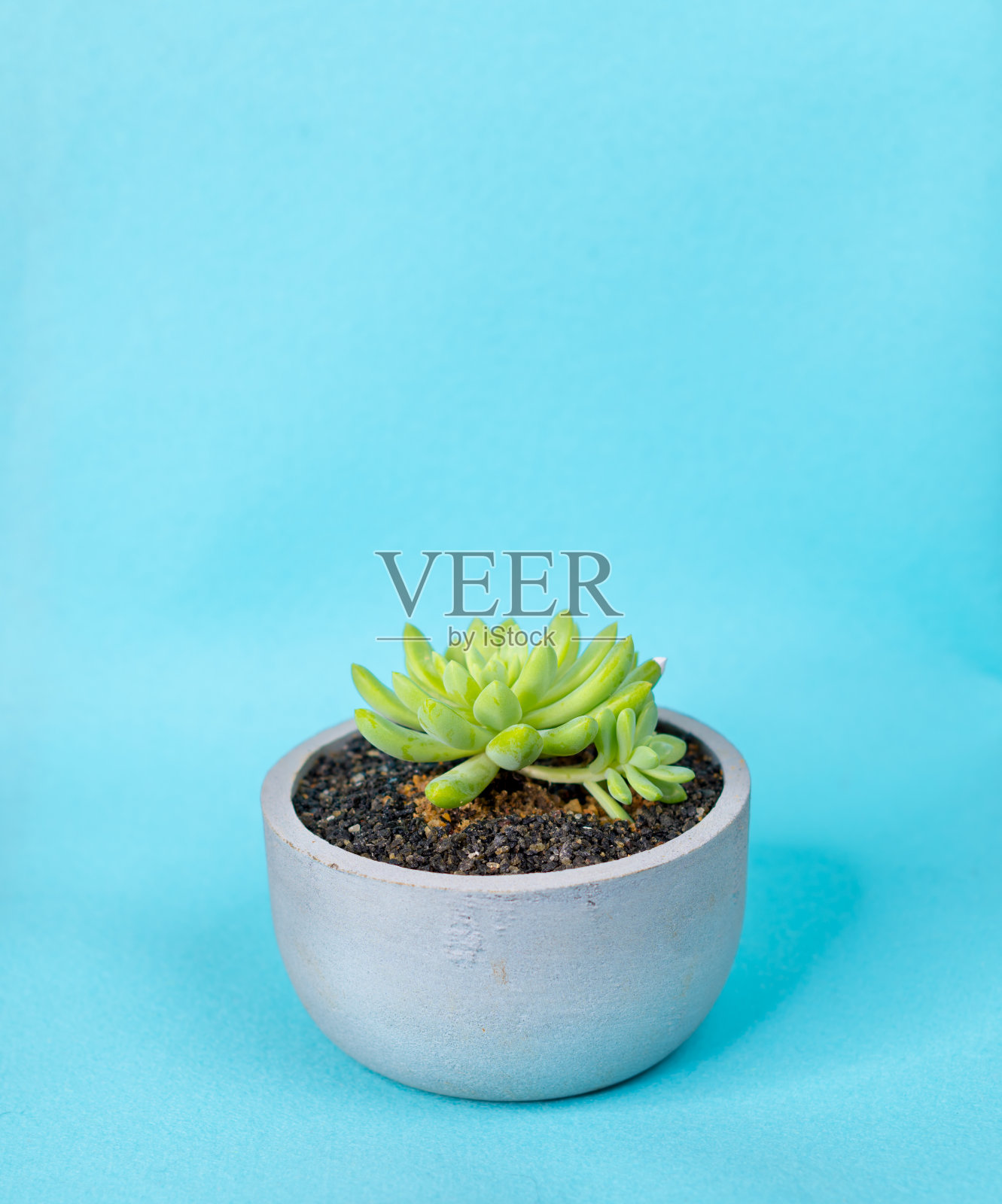 仙人掌种植在一个圆形的小水泥盆里，盆栽的迷你仙人掌用黑色的石头，客厅装饰极简的概念，蓝色的背景，人工工作室照明条件拍照。照片摄影图片