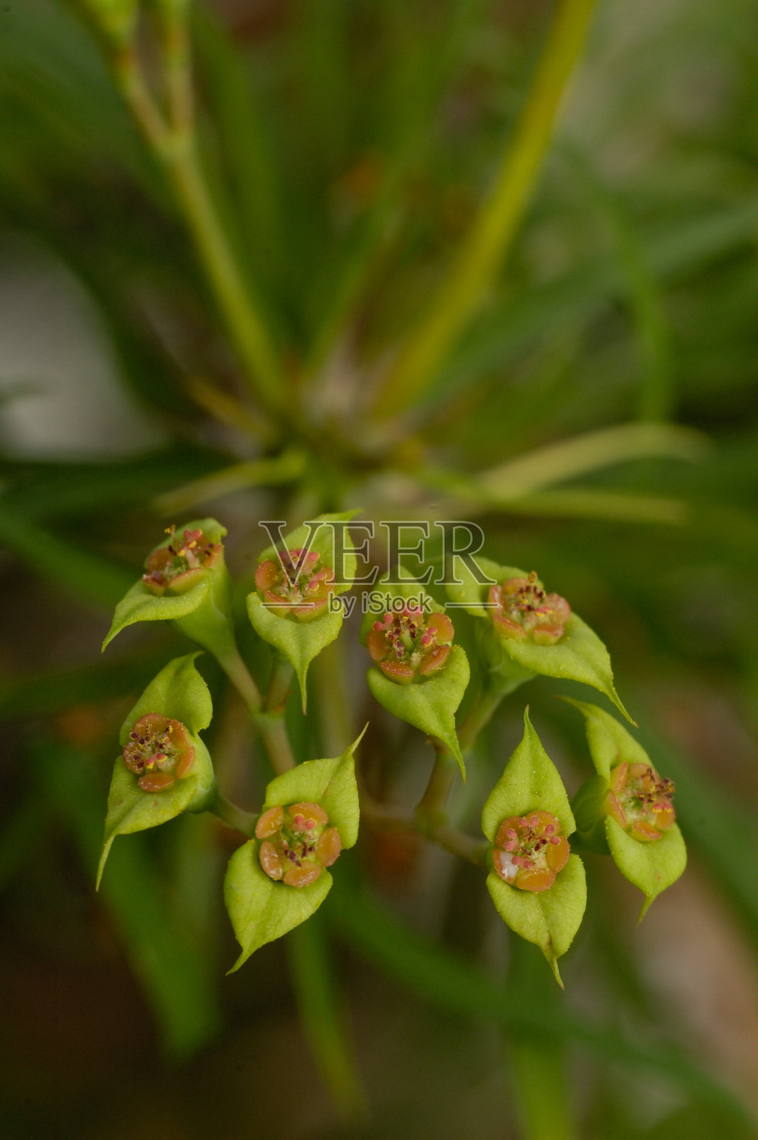 大戟照片摄影图片