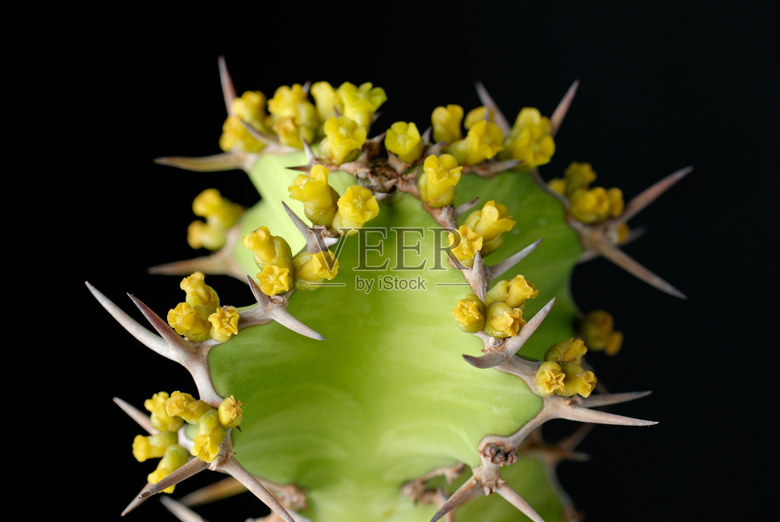 大戟照片摄影图片