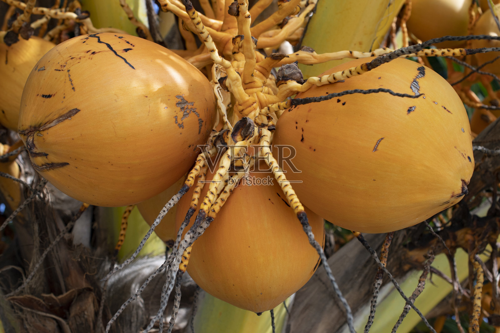 椰子在树上生长的特写照片摄影图片