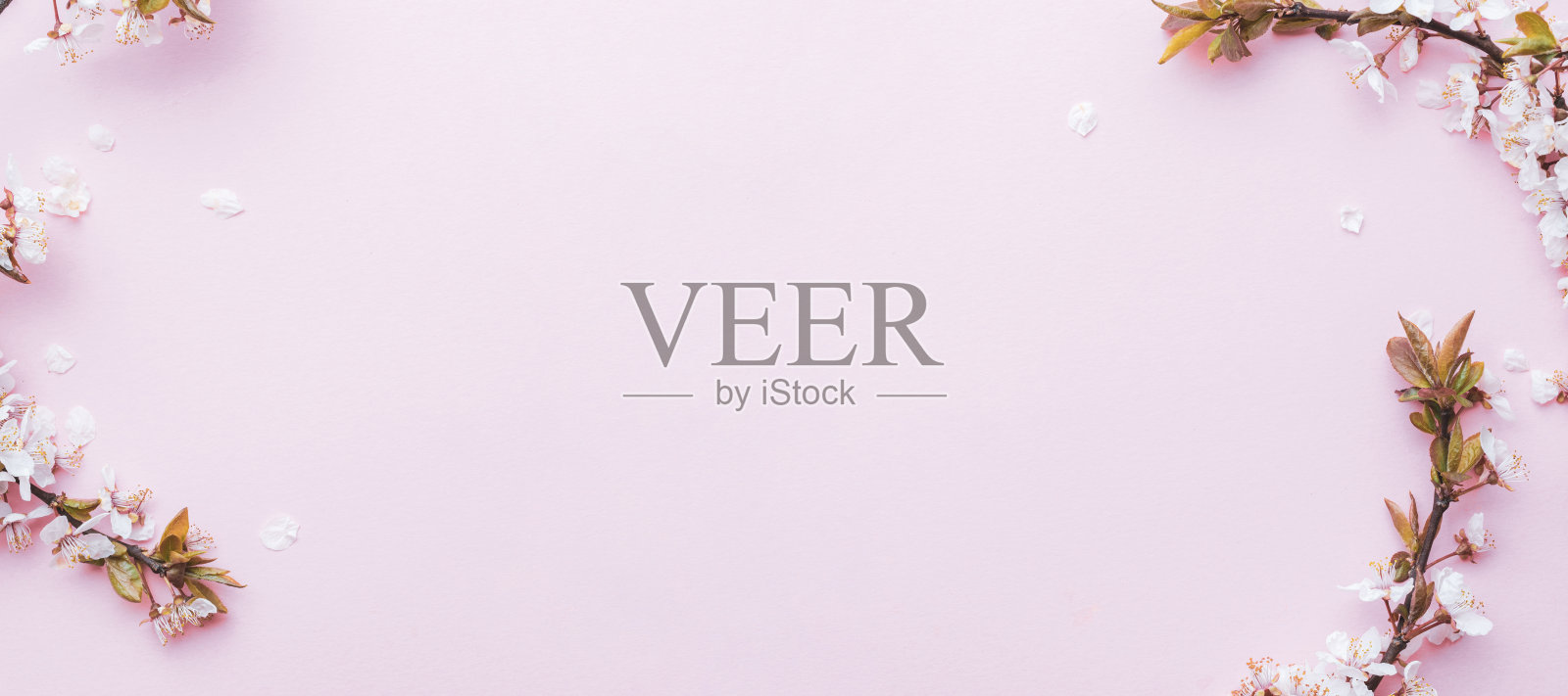 4月自然花卉。春天的花朵是粉红色的，五月的花朵是粉红色的。为条幅，枝上樱花盛开作背景。梦幻浪漫形象，景观全景，复制空间。照片摄影图片