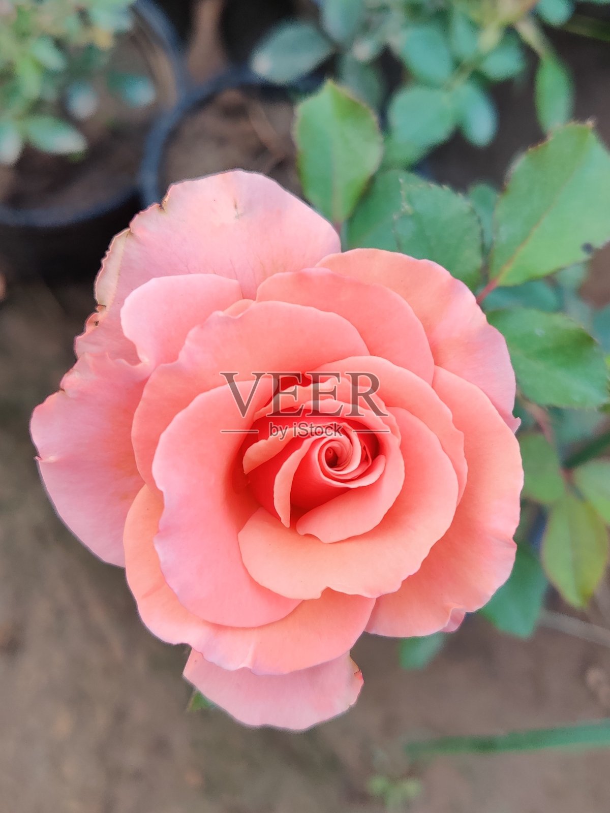 橙玫瑰照片摄影图片