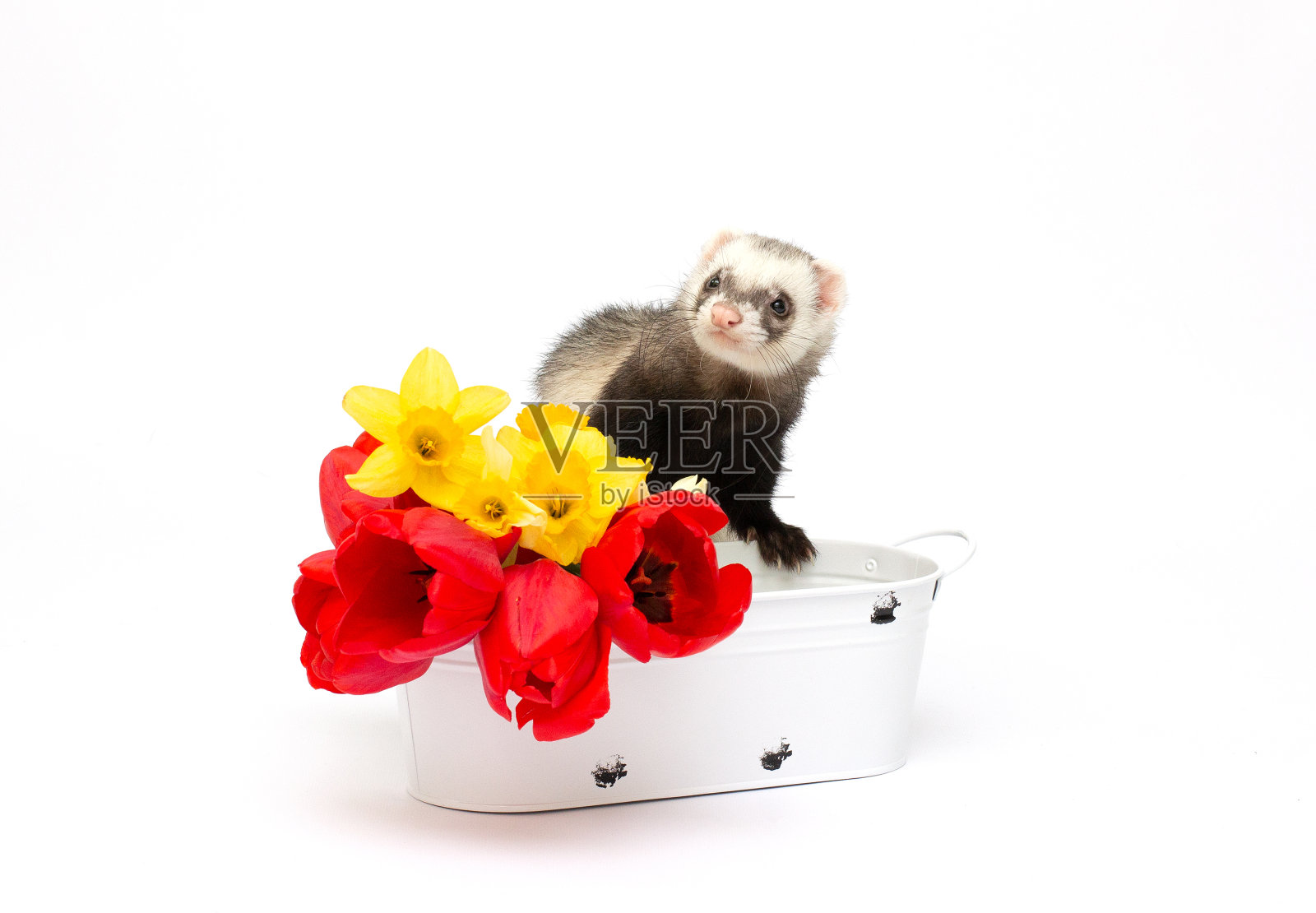 雪貂与花在孤立的白色背景照片摄影图片