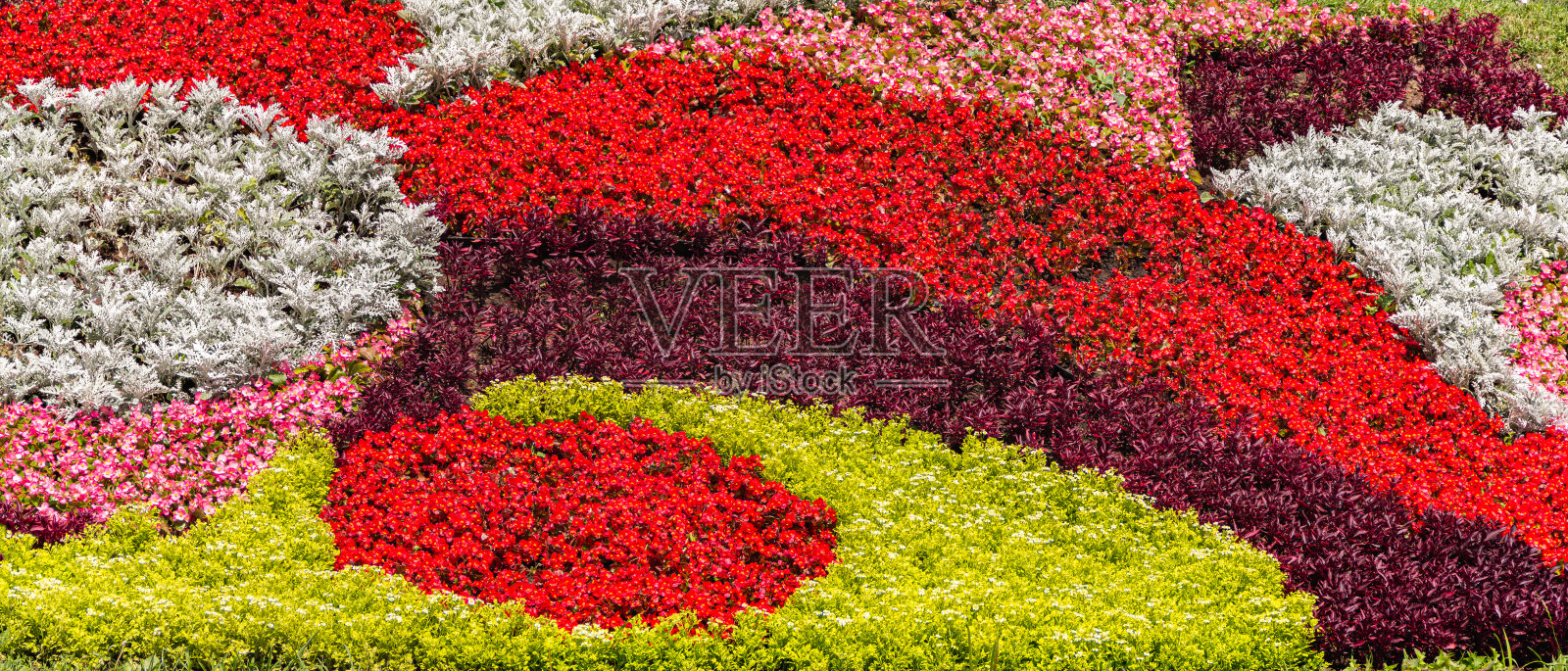 城市花坛上美丽的夏日花朵。照片摄影图片