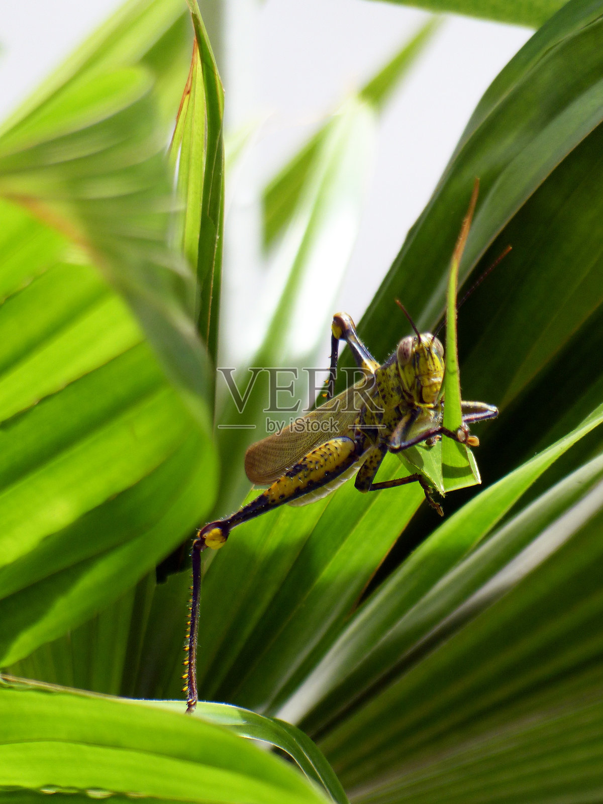 贪婪的蚱蜢照片摄影图片