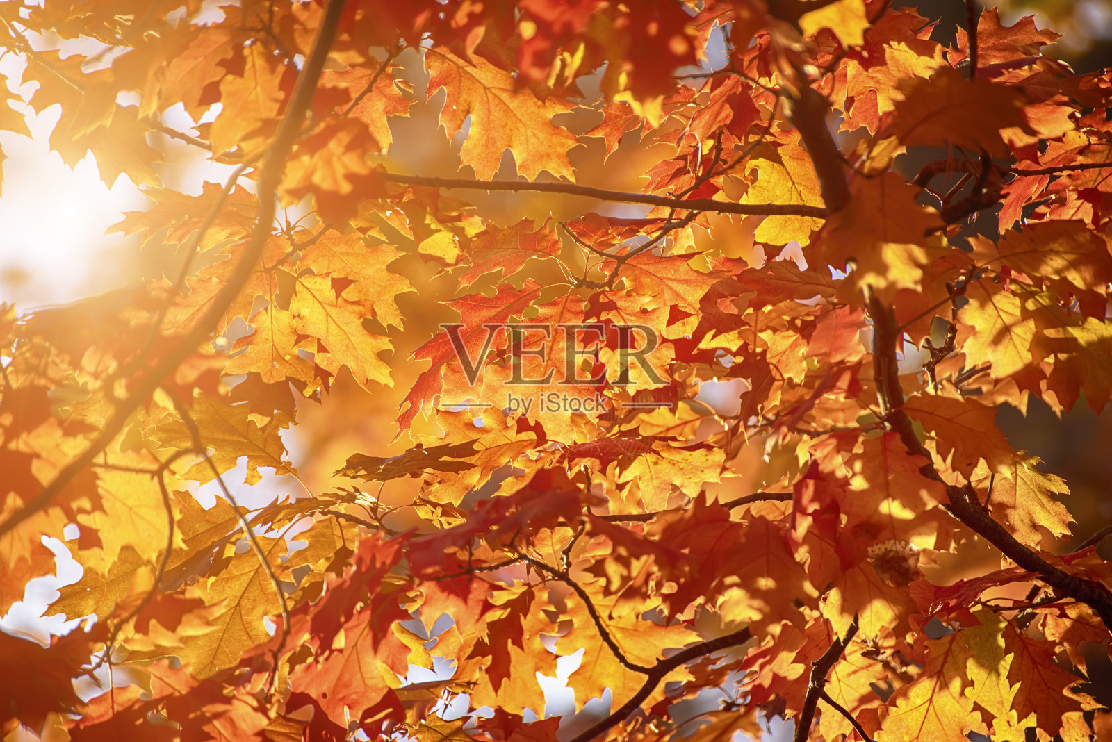 秋天的落叶，很浅的聚焦照片摄影图片