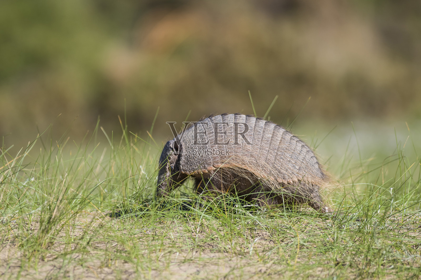 阿马迪略.巴塔哥尼亚 阿根廷照片摄影图片