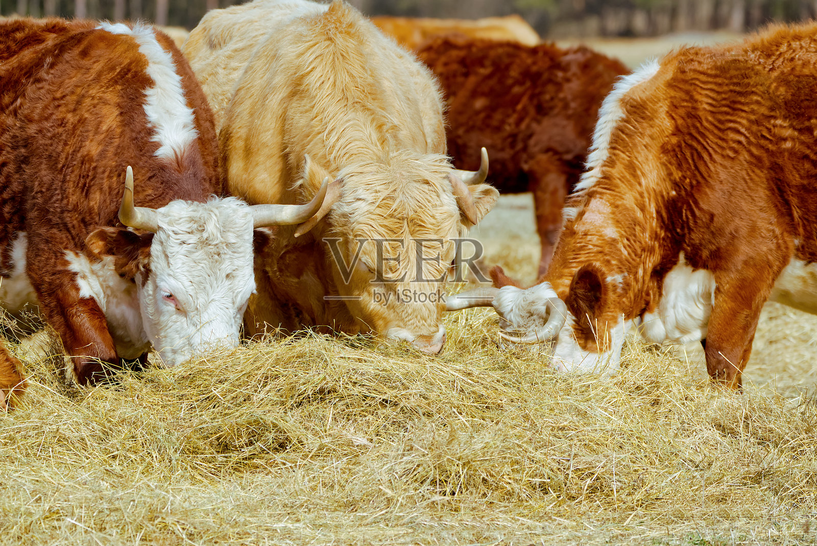 夏洛来和钱德勒·赫里福德在秋天的田野里吃牛。棕色和白色的奶牛。可爱的橙色奶牛与白色的头照片摄影图片