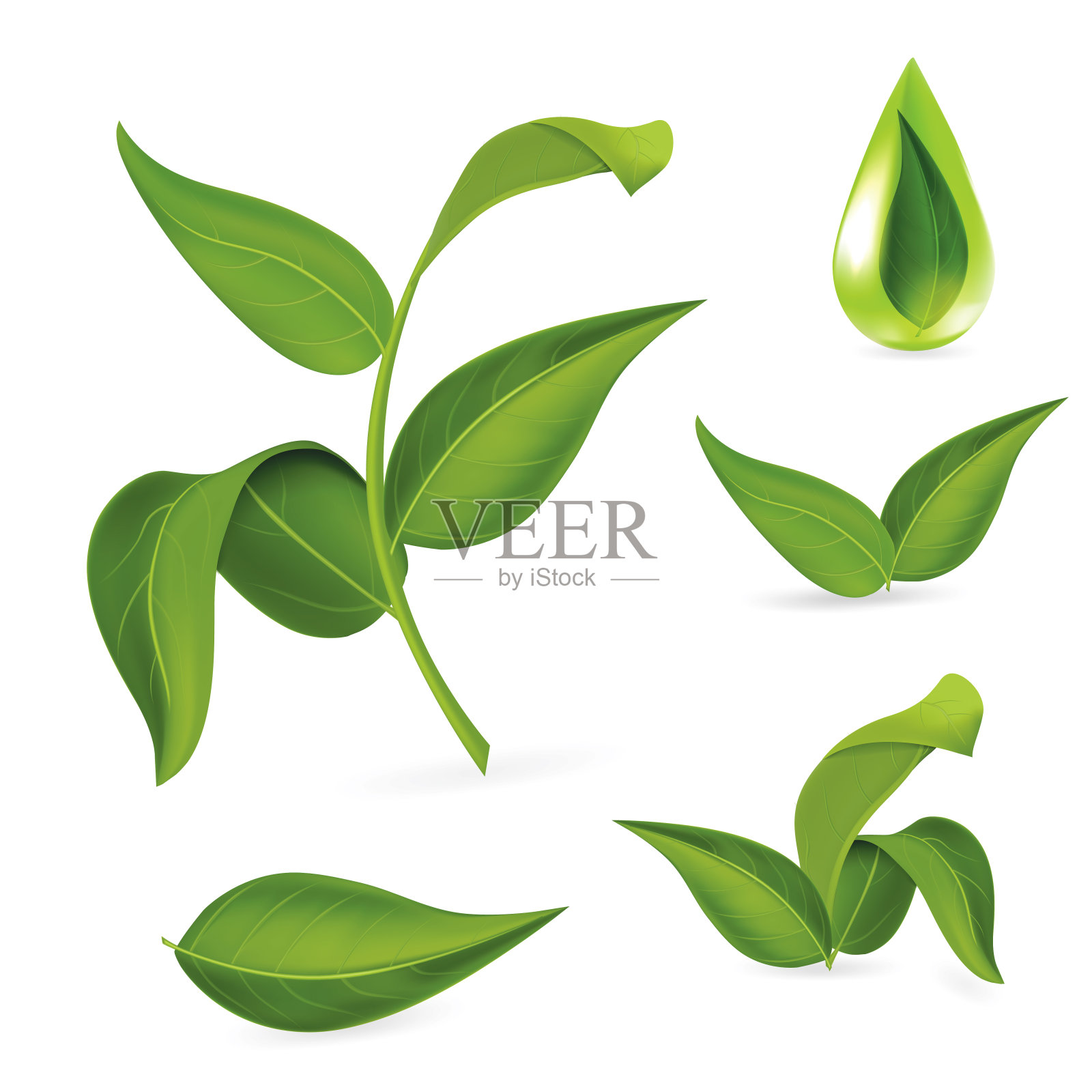 逼真的详细3d不同的绿叶集。向量插画图片素材