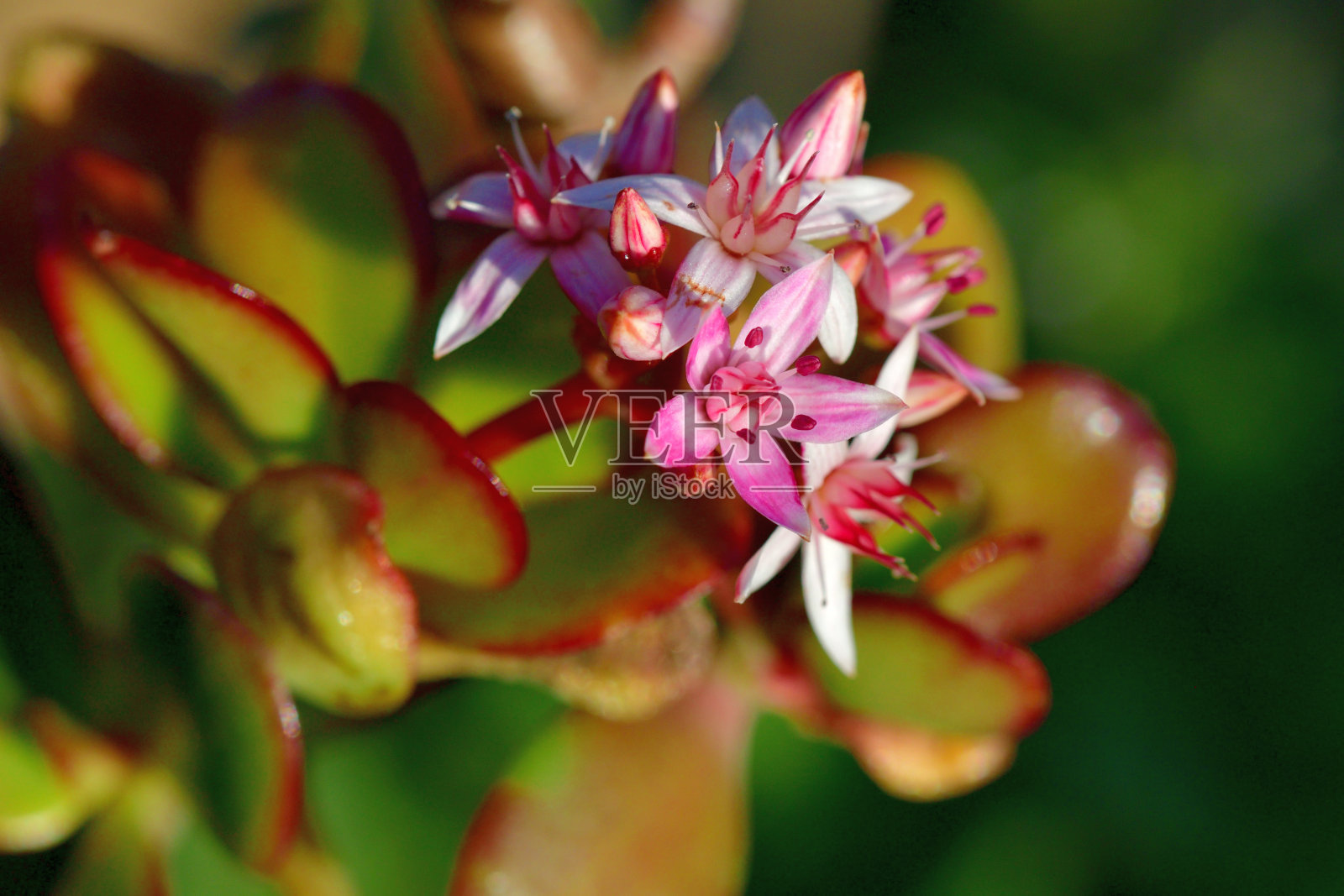 桂花/玉石植物/银杏花照片摄影图片