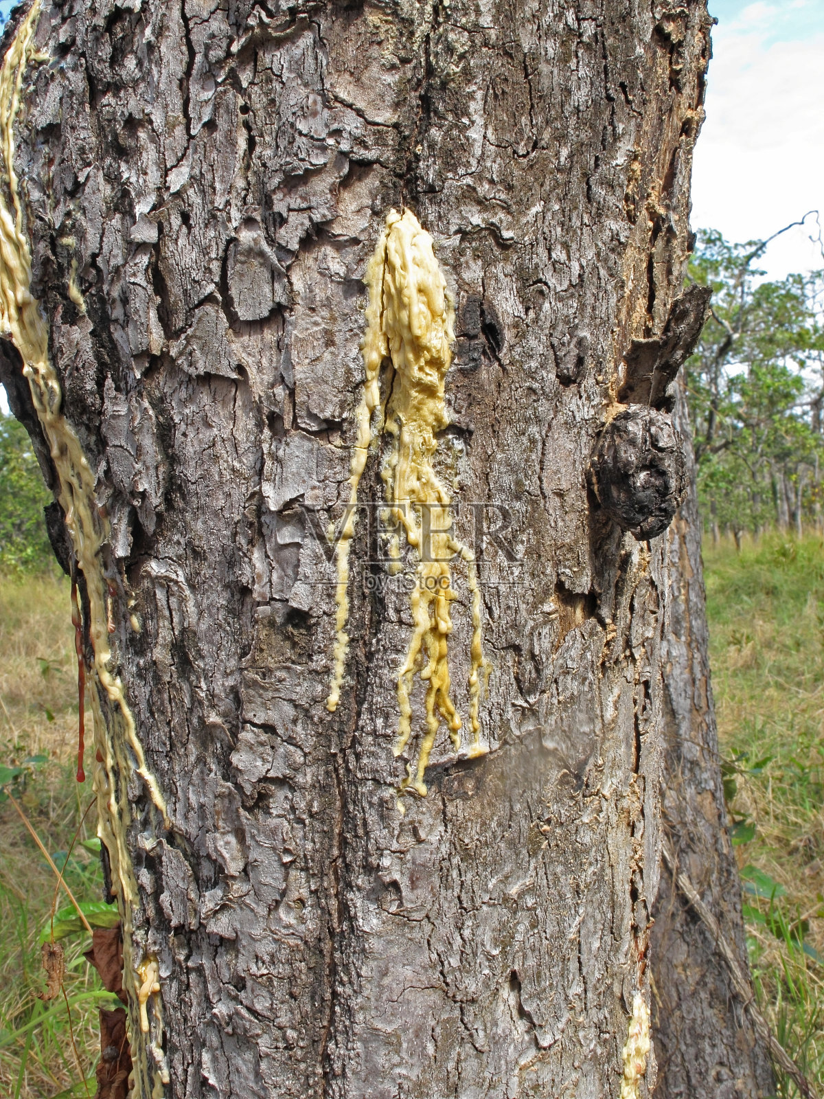 梧桐带树脂自然逸出照片摄影图片