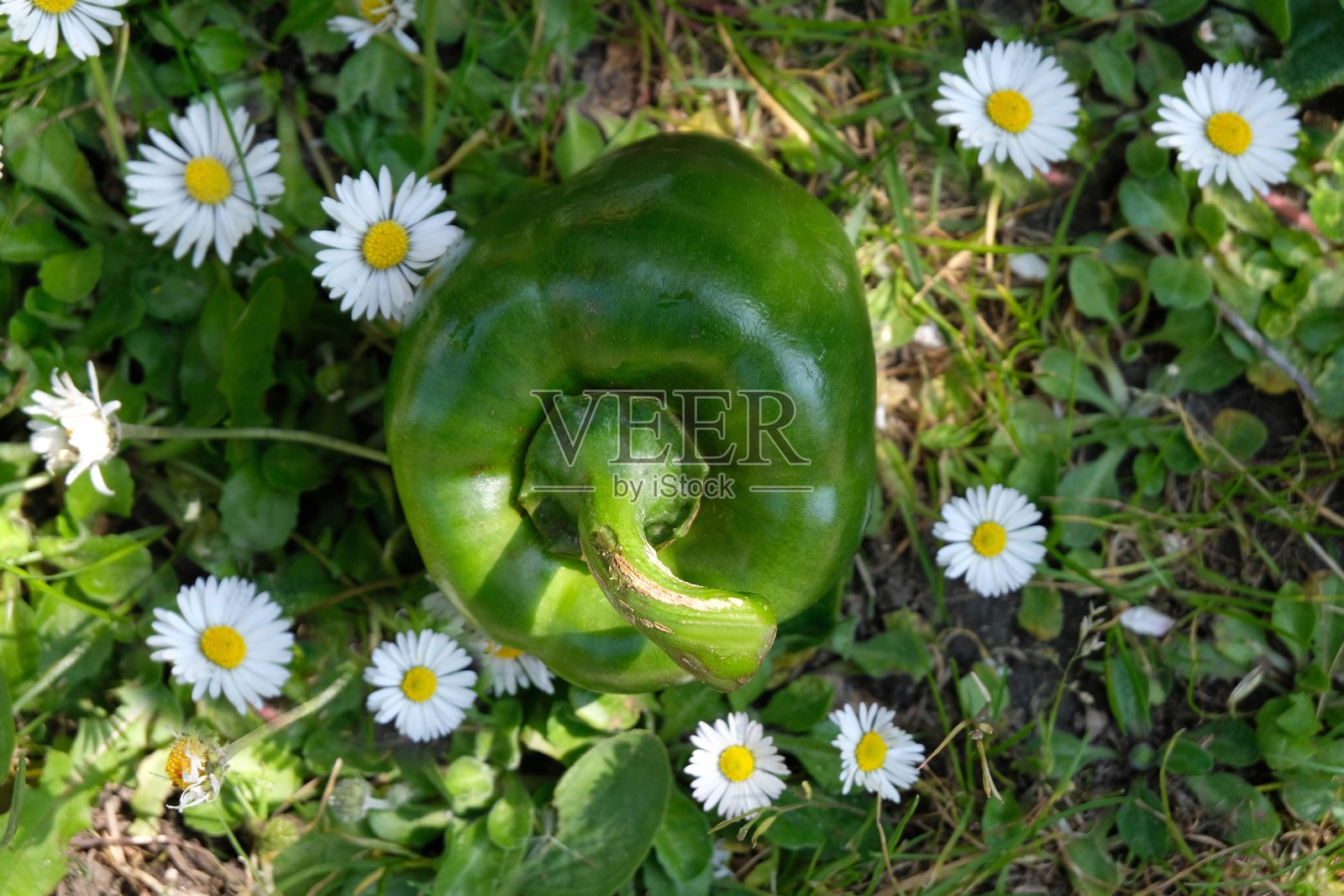 青椒和花照片摄影图片