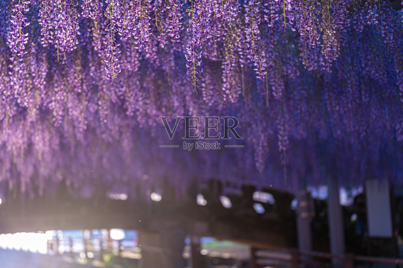 紫藤盛开在桥上，日本照片摄影图片