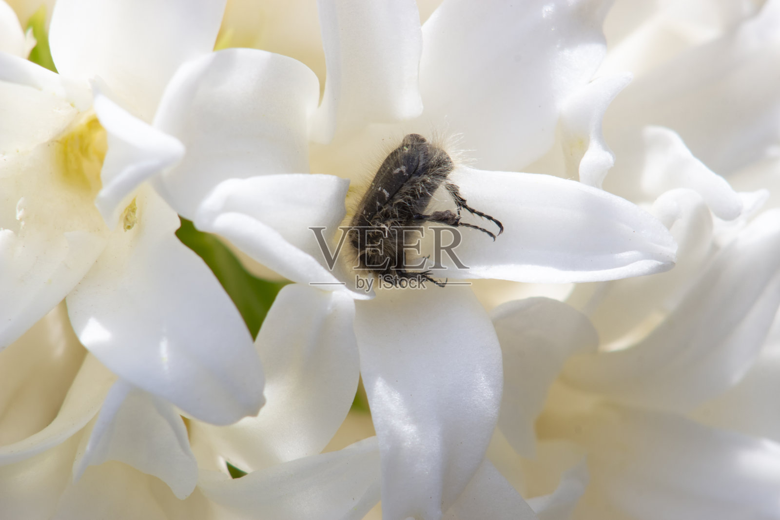 Tropinota hirta以花蕾和花为食。它是许多农业植物的害虫，强烈地吞噬它们的花朵。照片摄影图片