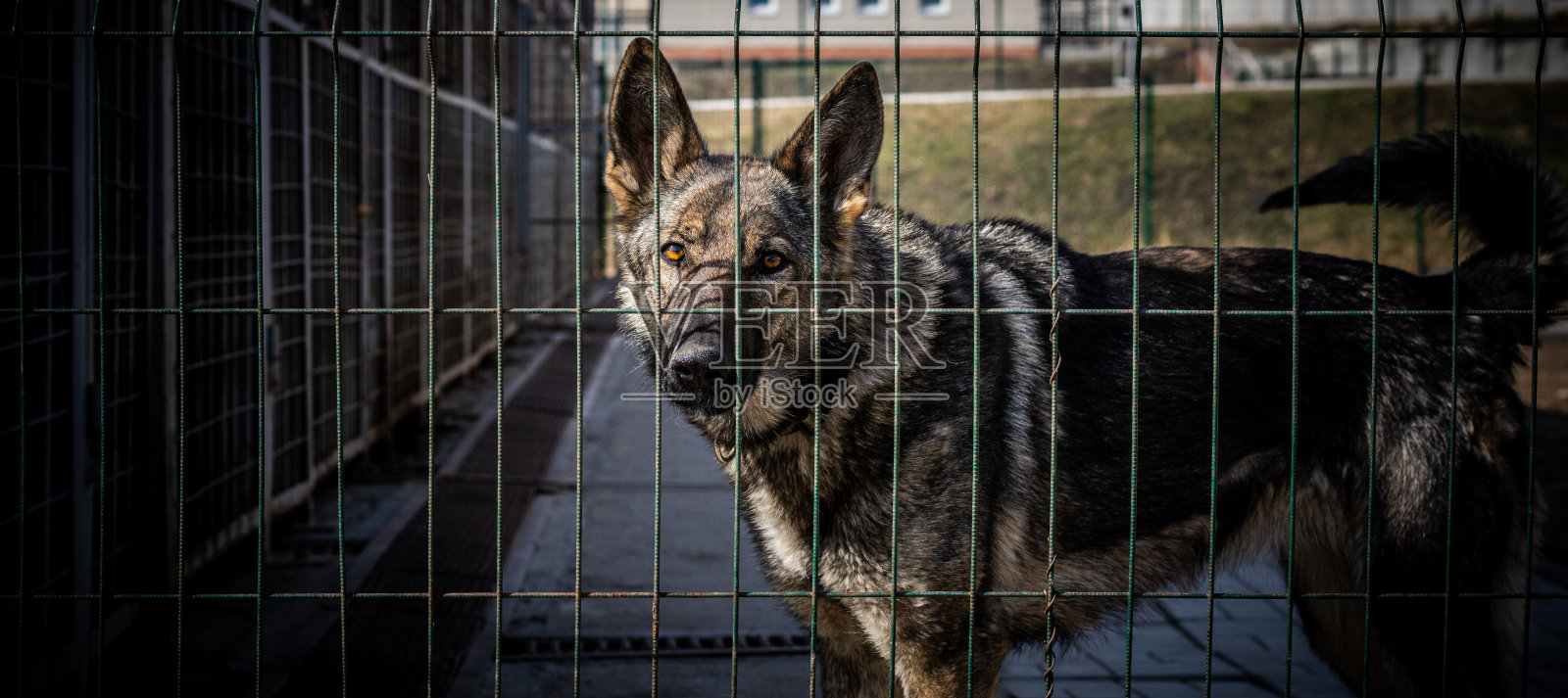 鸟舍里的德国牧羊犬特写。照片摄影图片