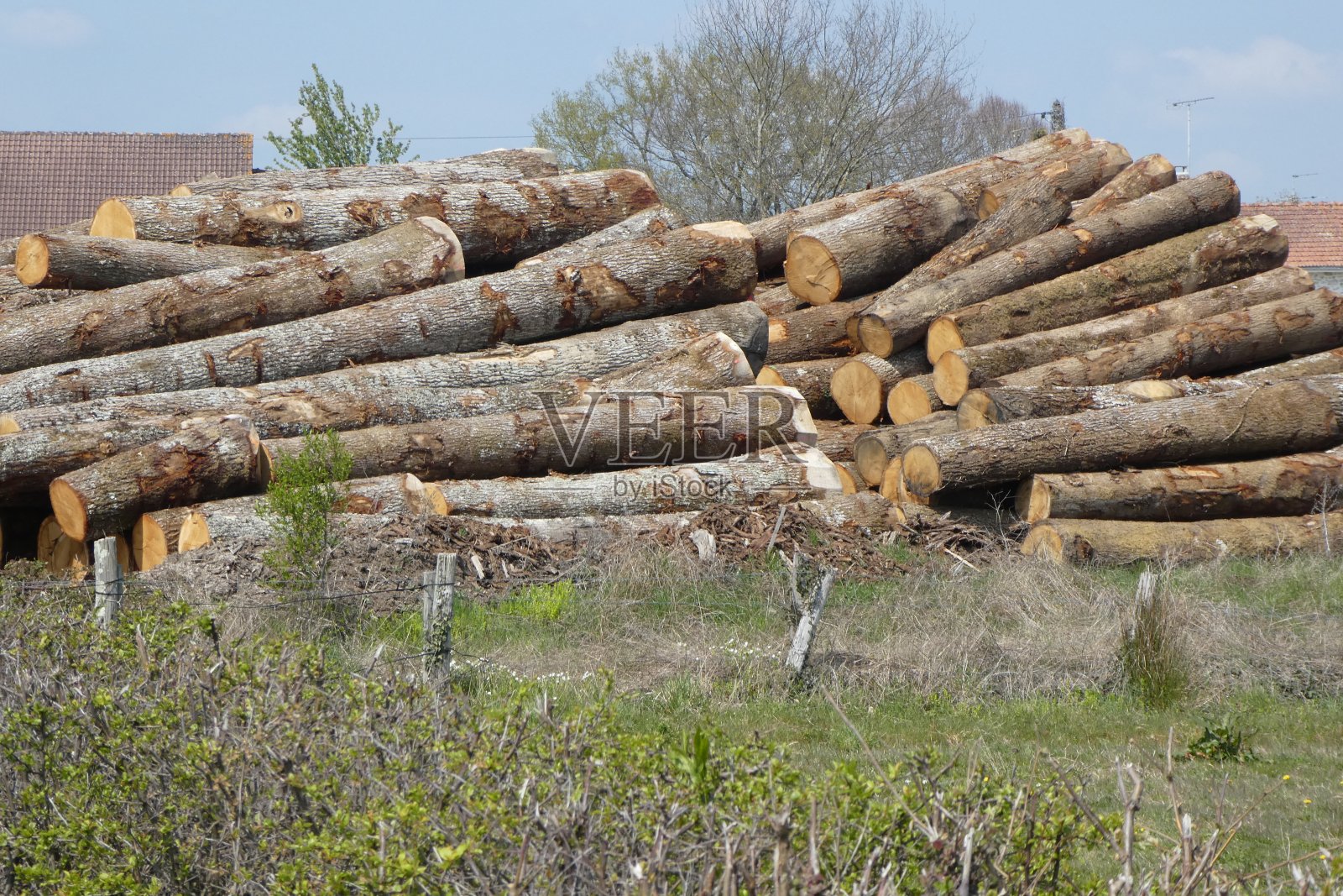 等待砍伐的树干照片摄影图片