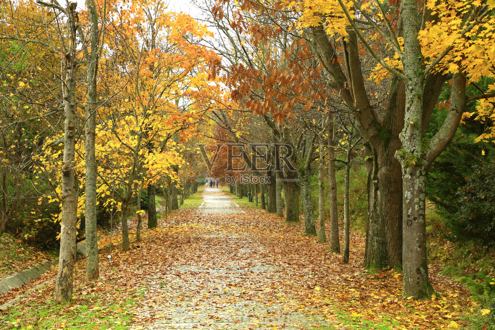 秋天的森林照片摄影图片