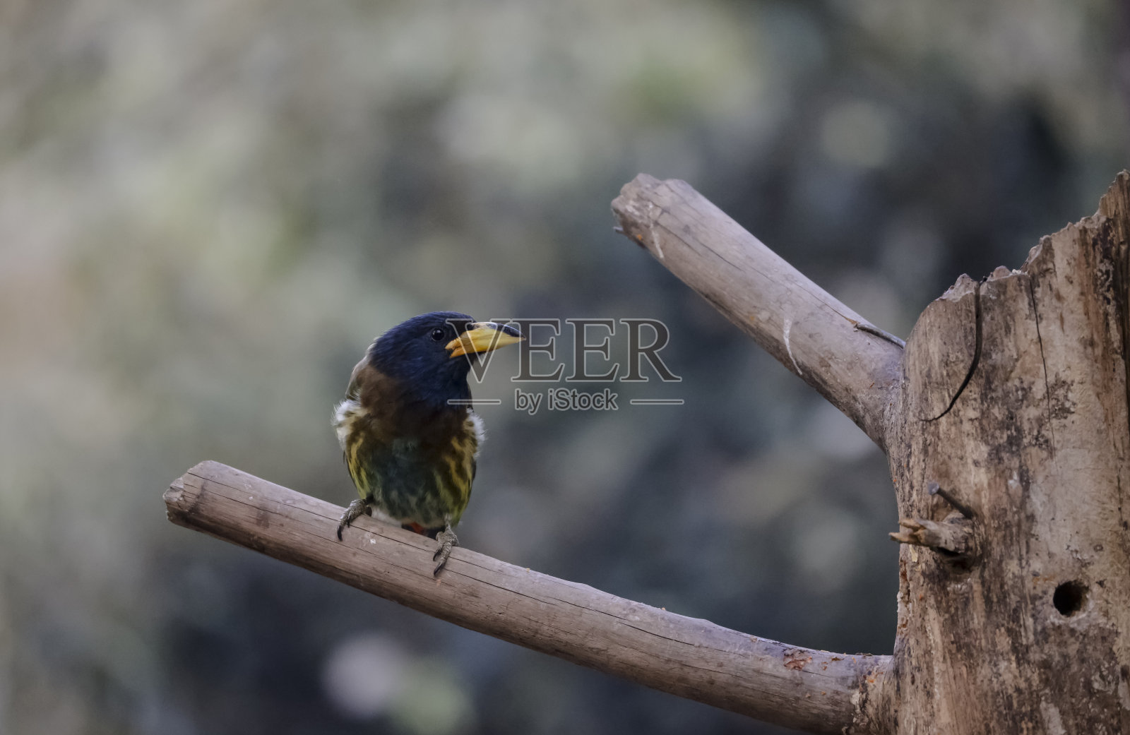 大头倒钩鸟栖息在树枝上照片摄影图片