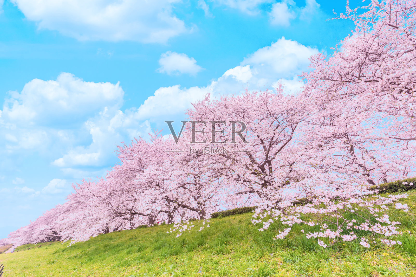 日本樱花树照片摄影图片