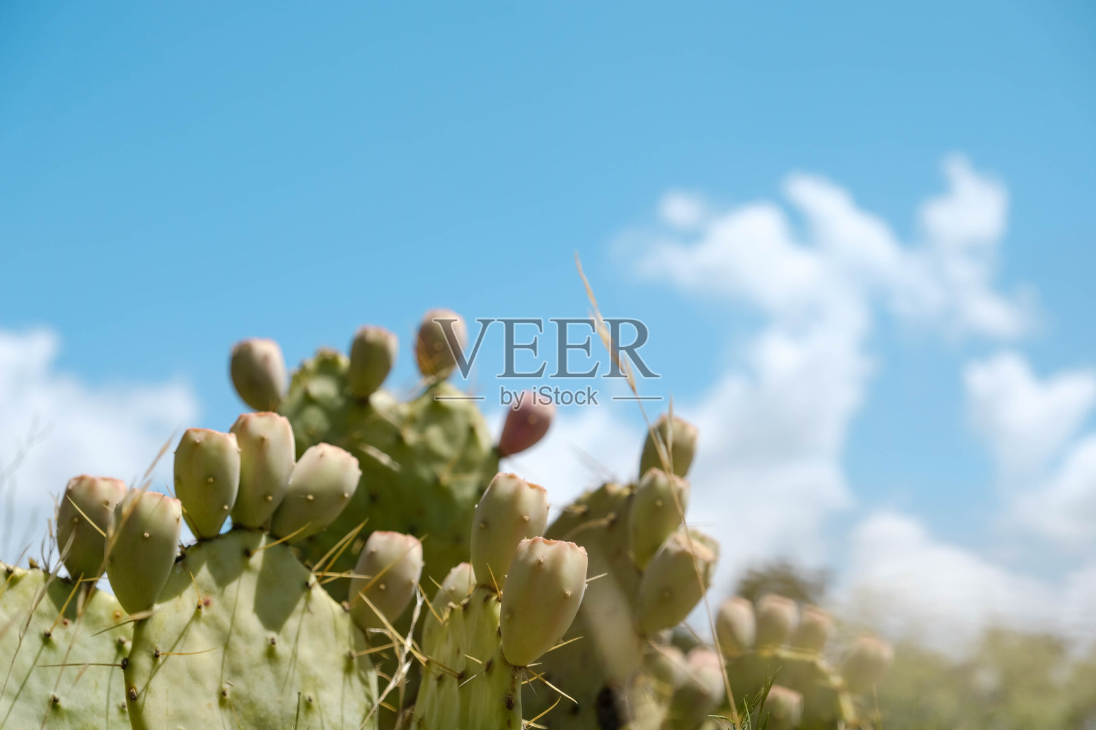 仙人球仙人掌照片摄影图片