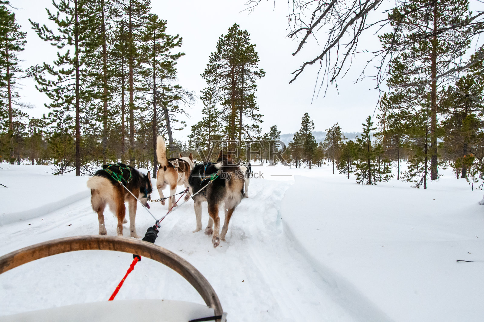 哈士奇和雪橇犬在结冰的湖面上玩雪橇。照片摄影图片