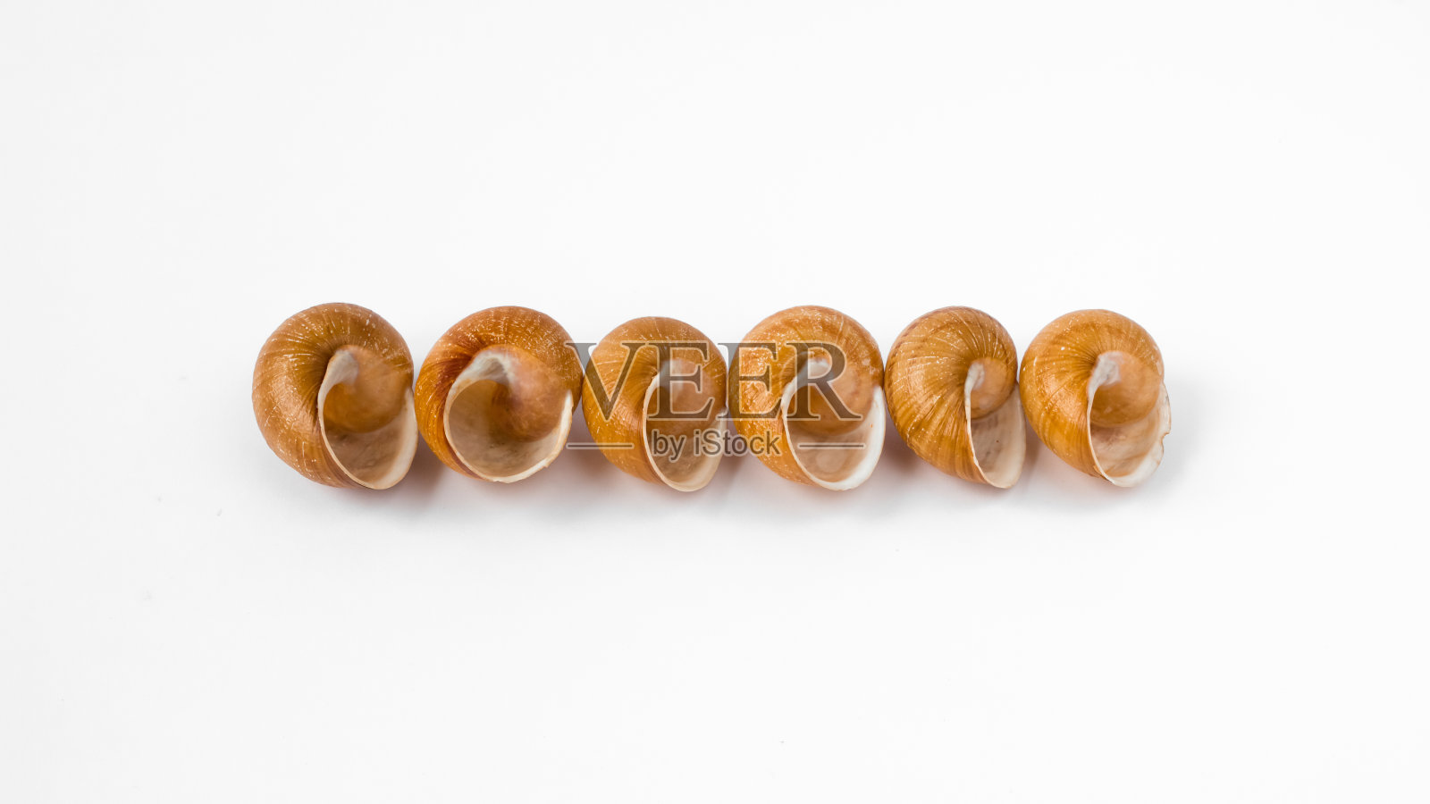 白色背景上的一排空蜗牛壳。照片摄影图片