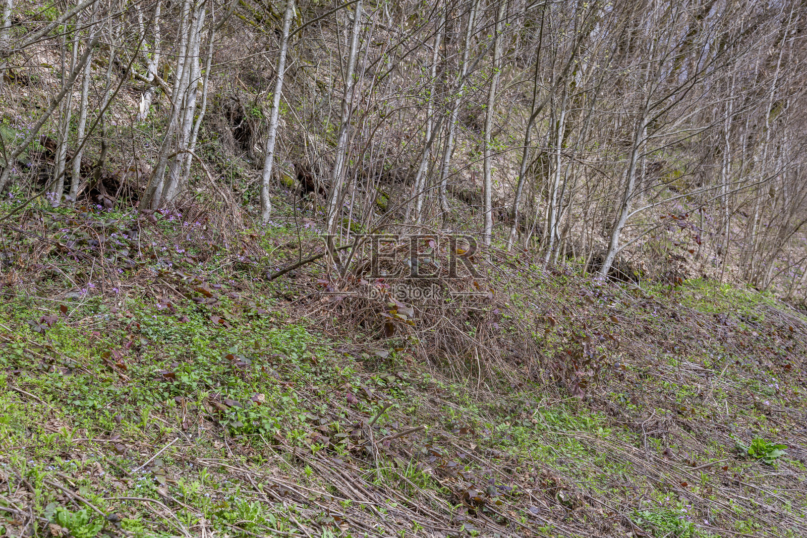 白天山坡上密不透风的春天森林照片摄影图片