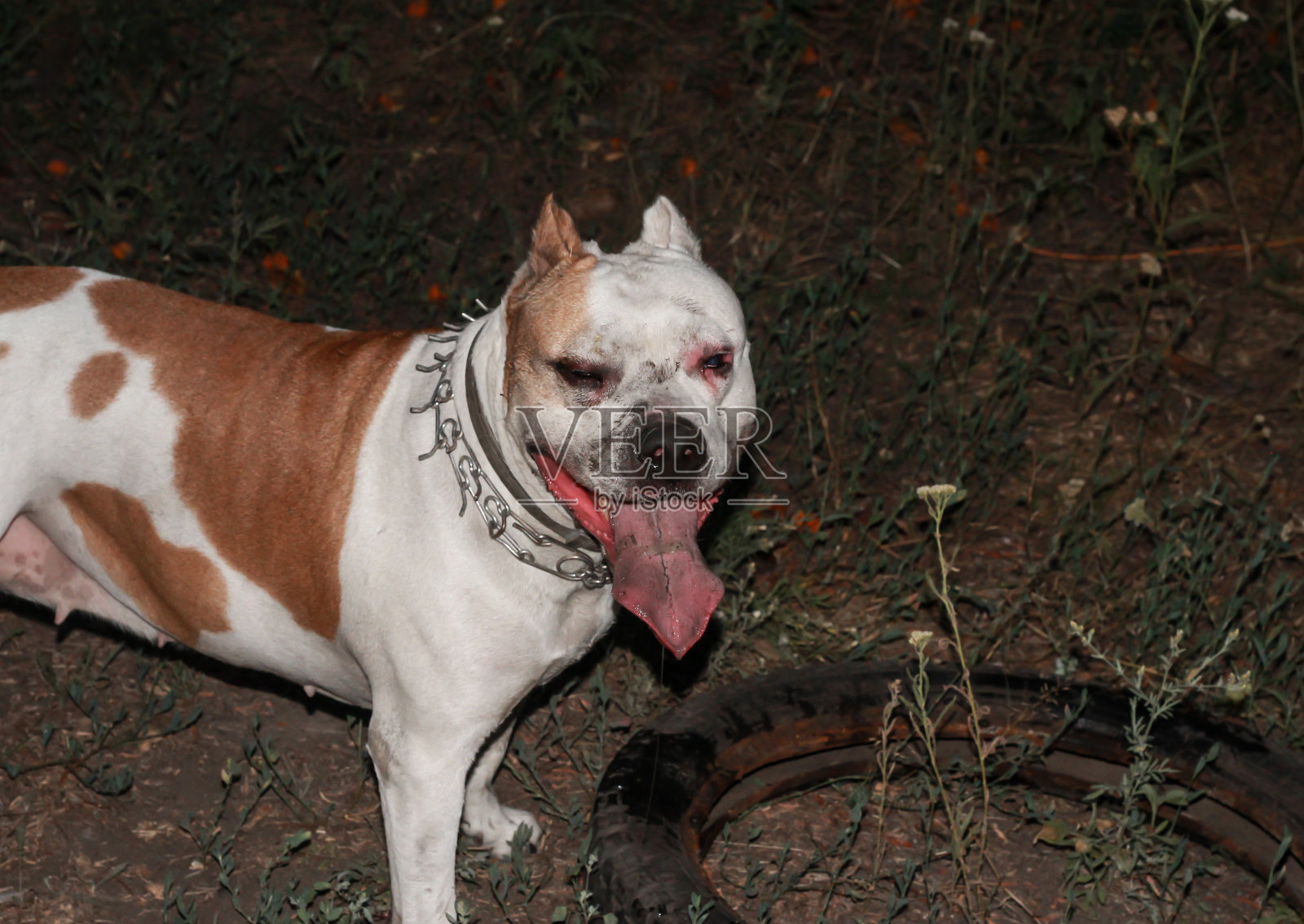 张开嘴的斯塔福德郡梗。邪恶肮脏的狗。照片摄影图片