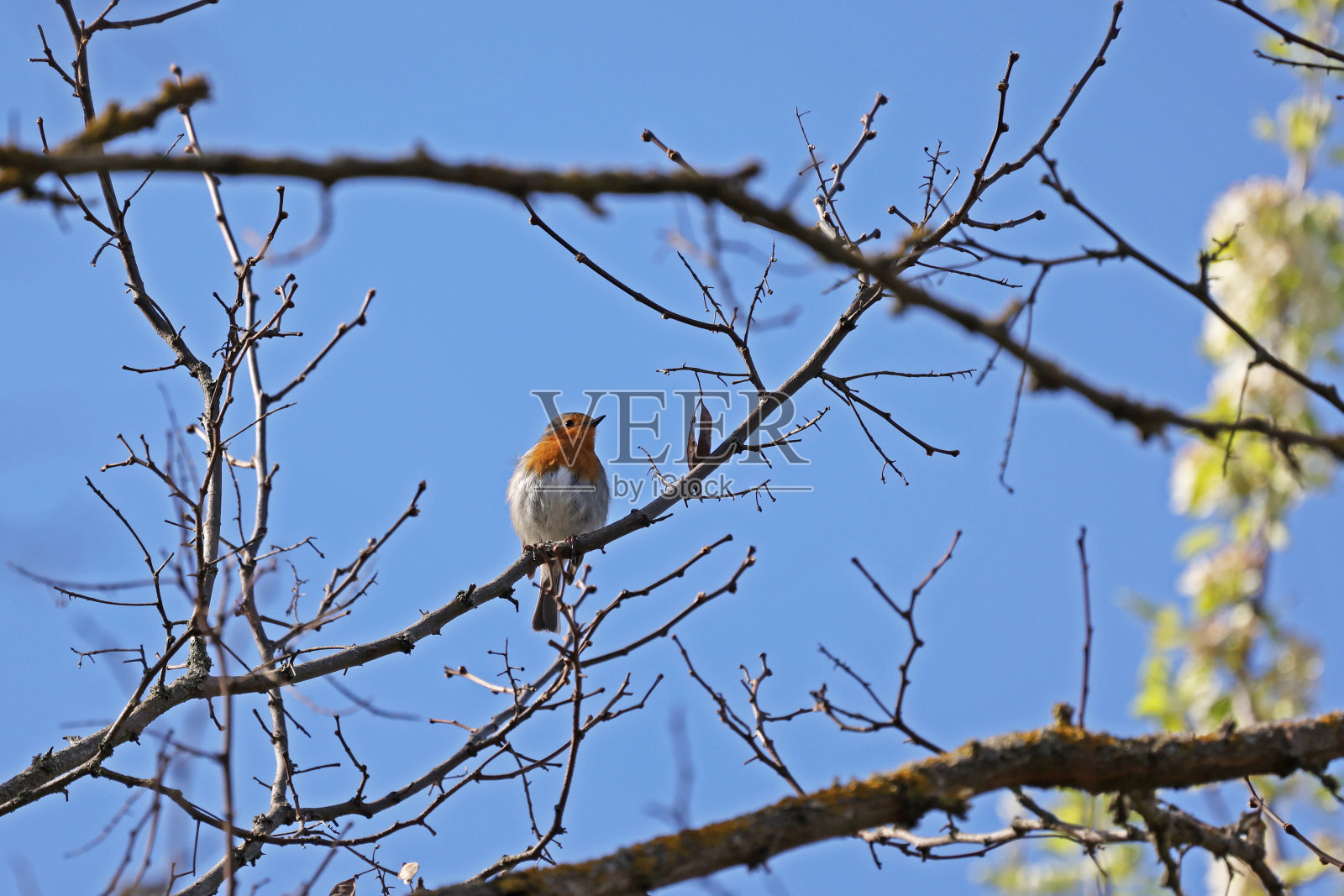 一只知更鸟用歌声迎接春天照片摄影图片