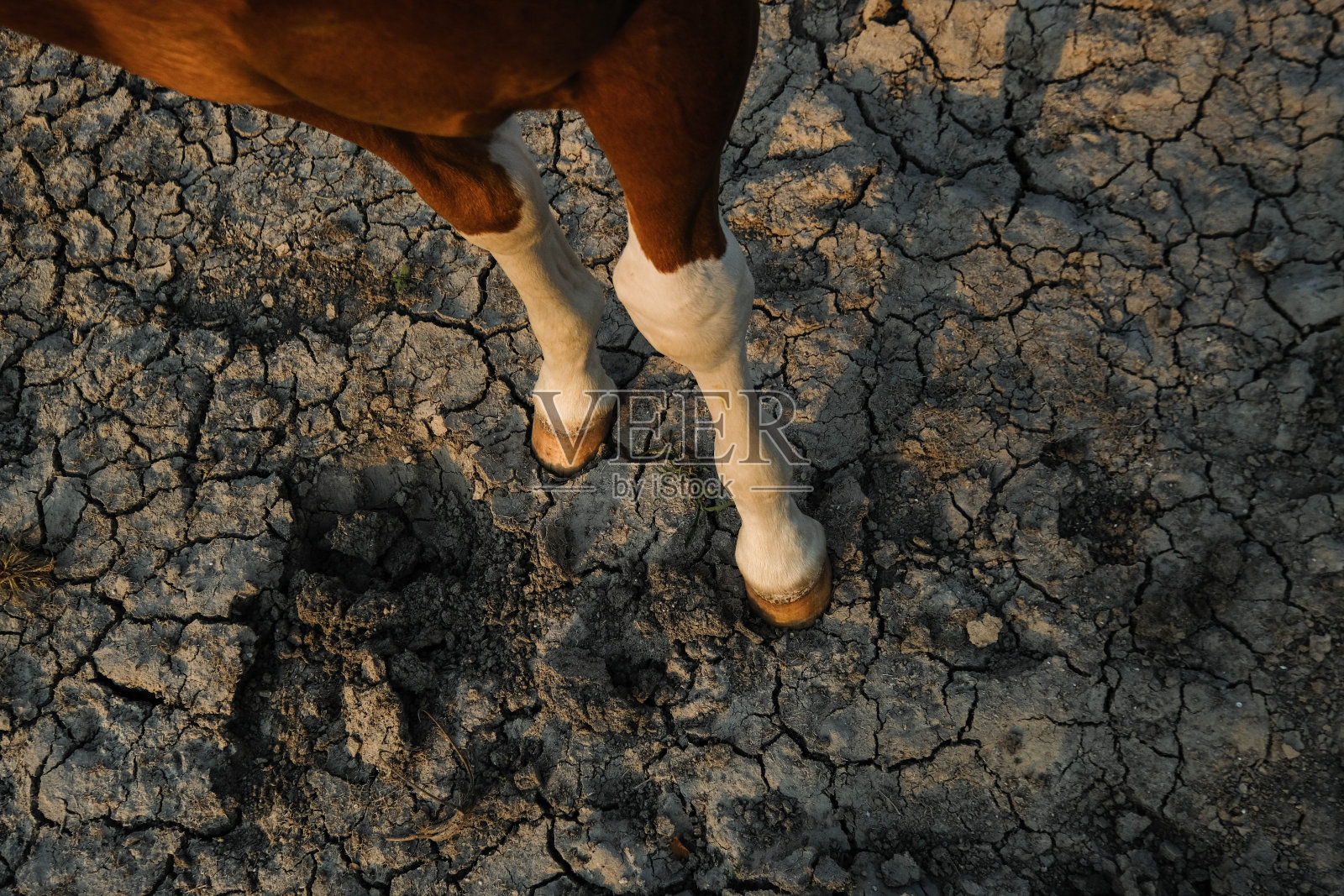 在干燥的土壤背景下的小马蹄照片摄影图片