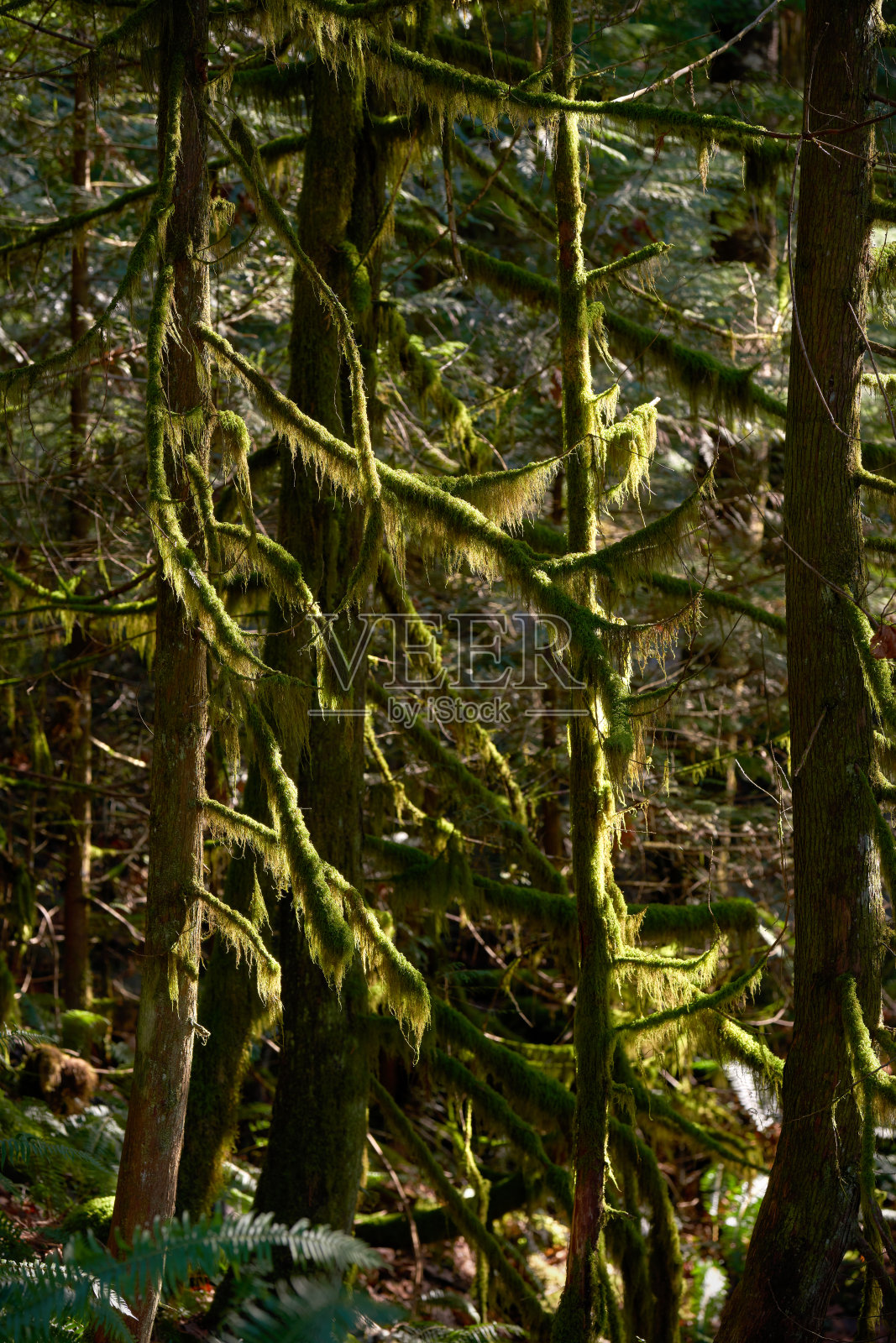 森林胡子地衣在太阳照片摄影图片