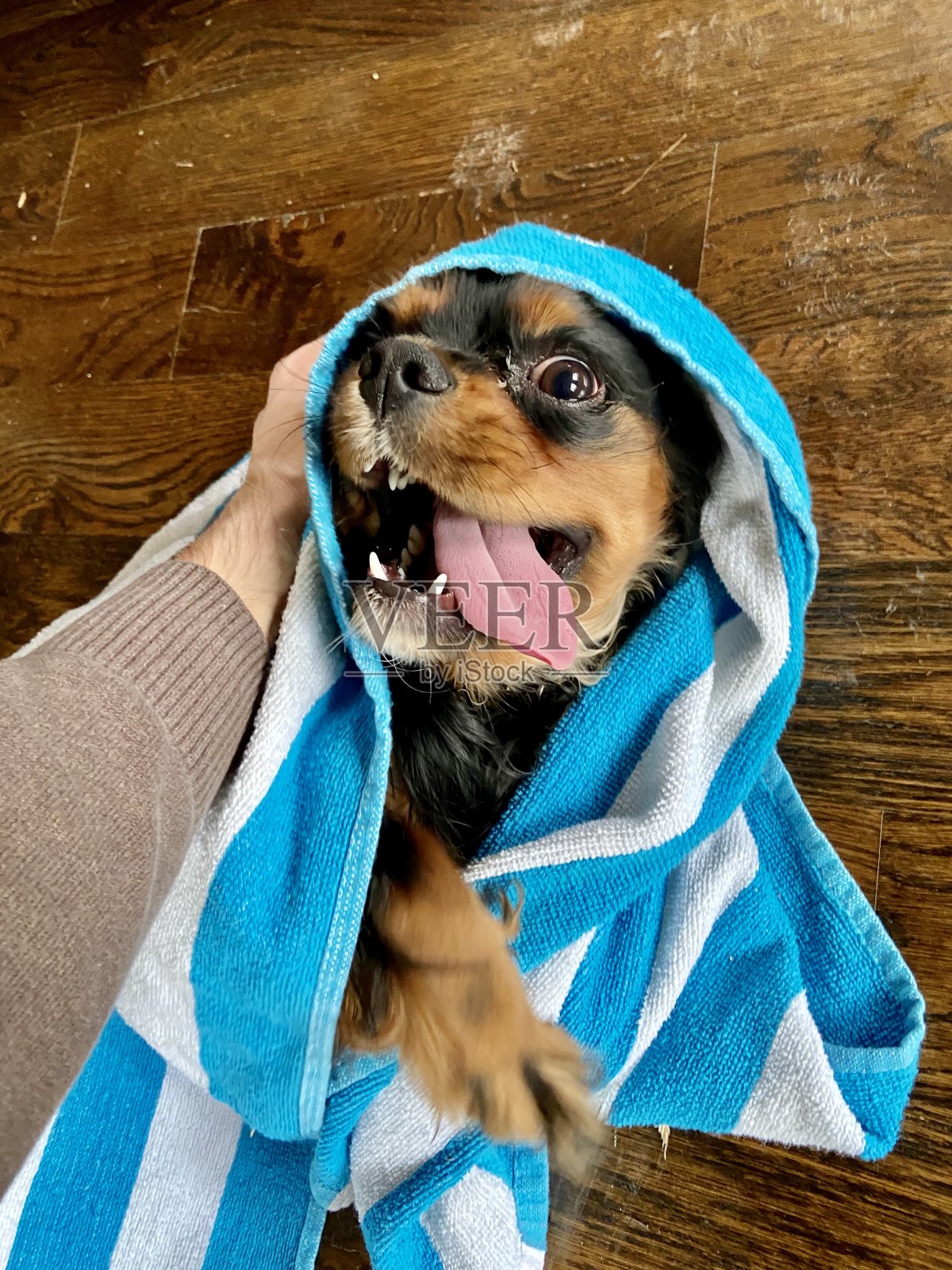 快乐的骑士国王查尔斯猎犬照片摄影图片