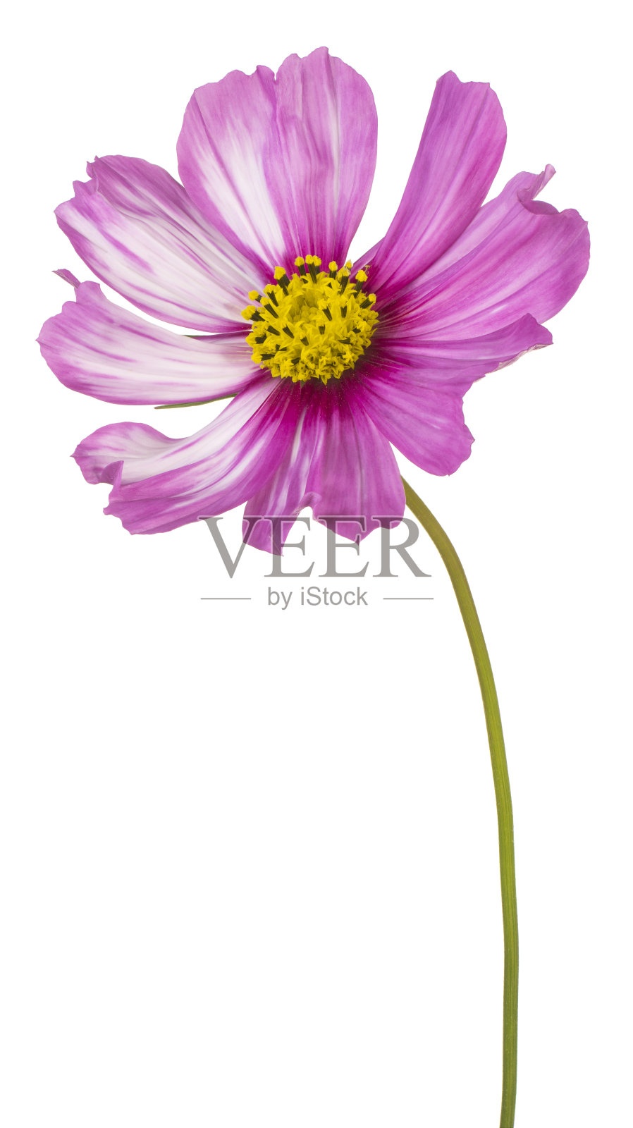 花孤立照片摄影图片