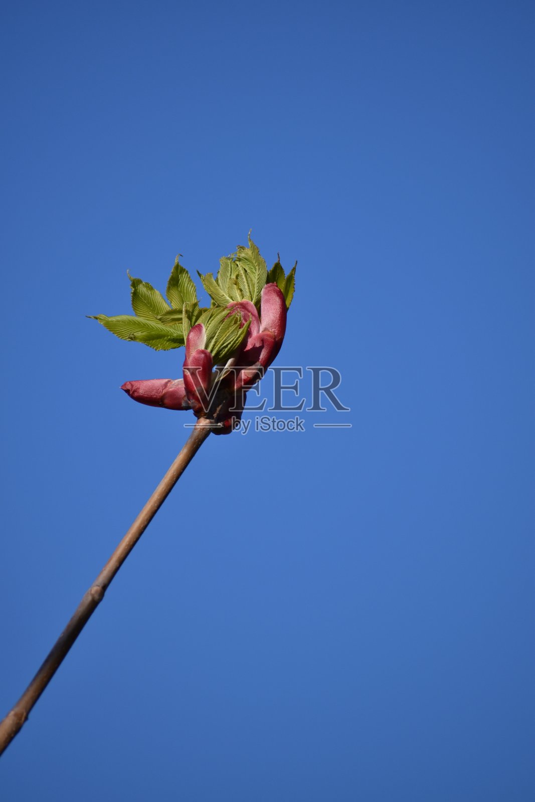 2021年4月，加拿大多伦多封锁期间，在公园里的春天散步照片摄影图片