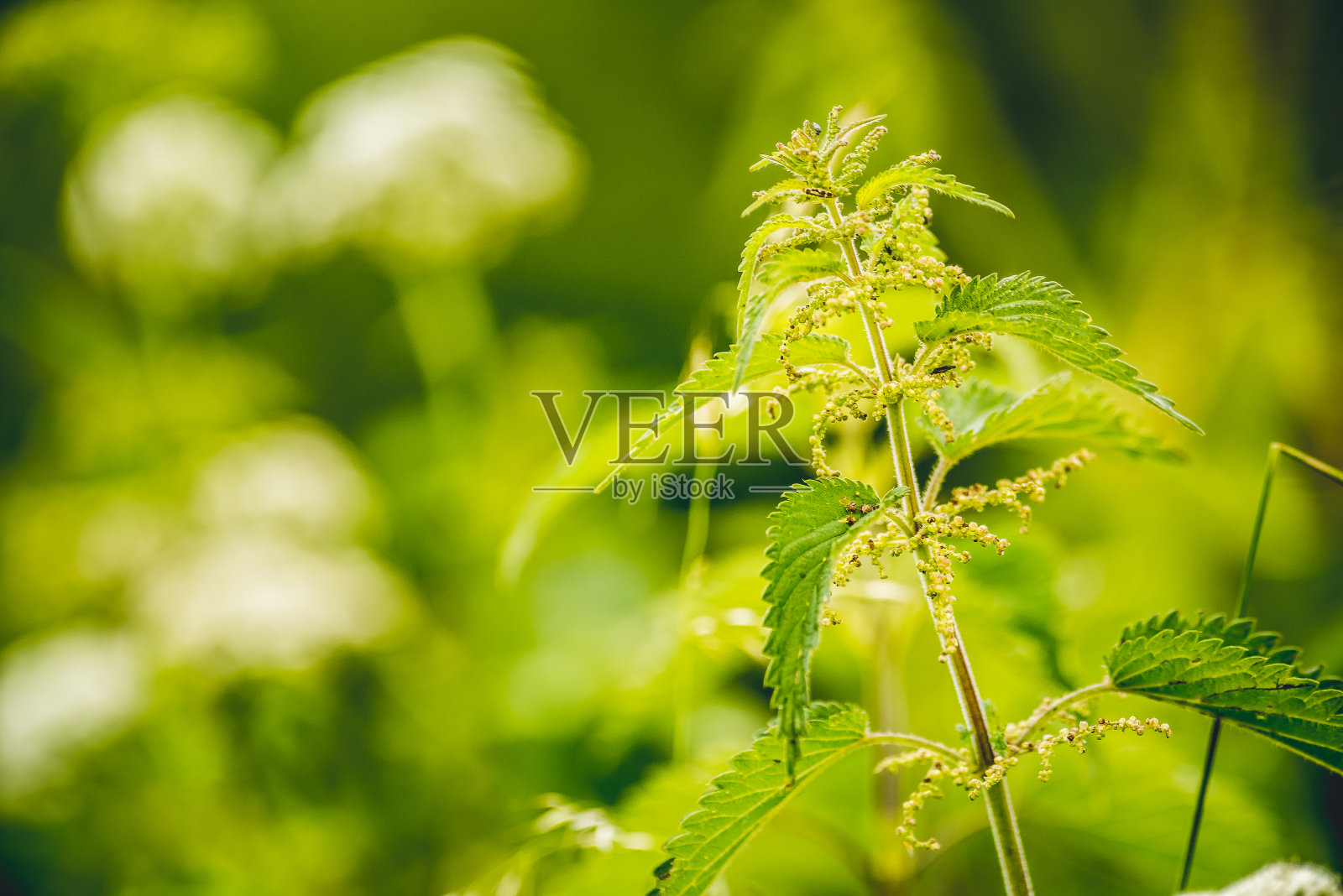 有蓬松绿叶的荨麻。药用植物荨麻照片摄影图片