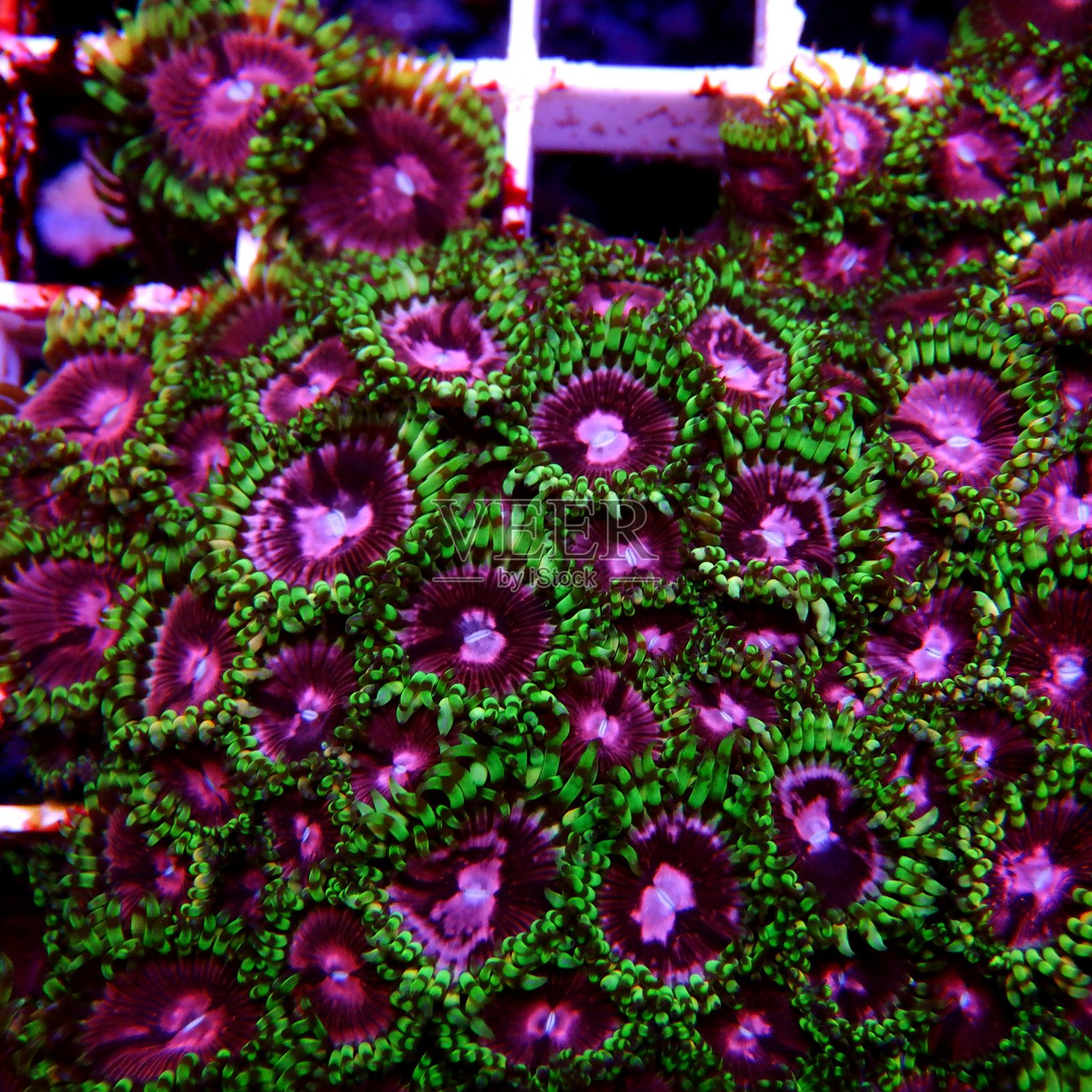 粉红色钻石，罕见的虫类群体珊瑚虫照片摄影图片