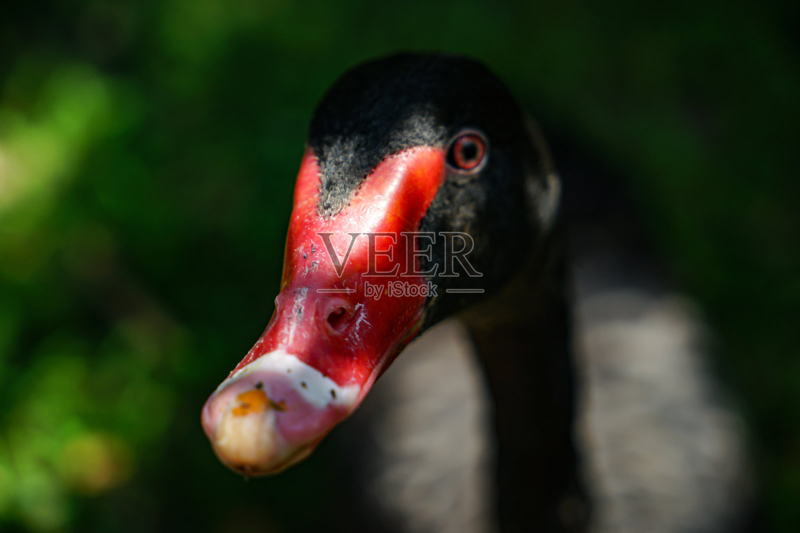 黑天鹅头特写照片摄影图片