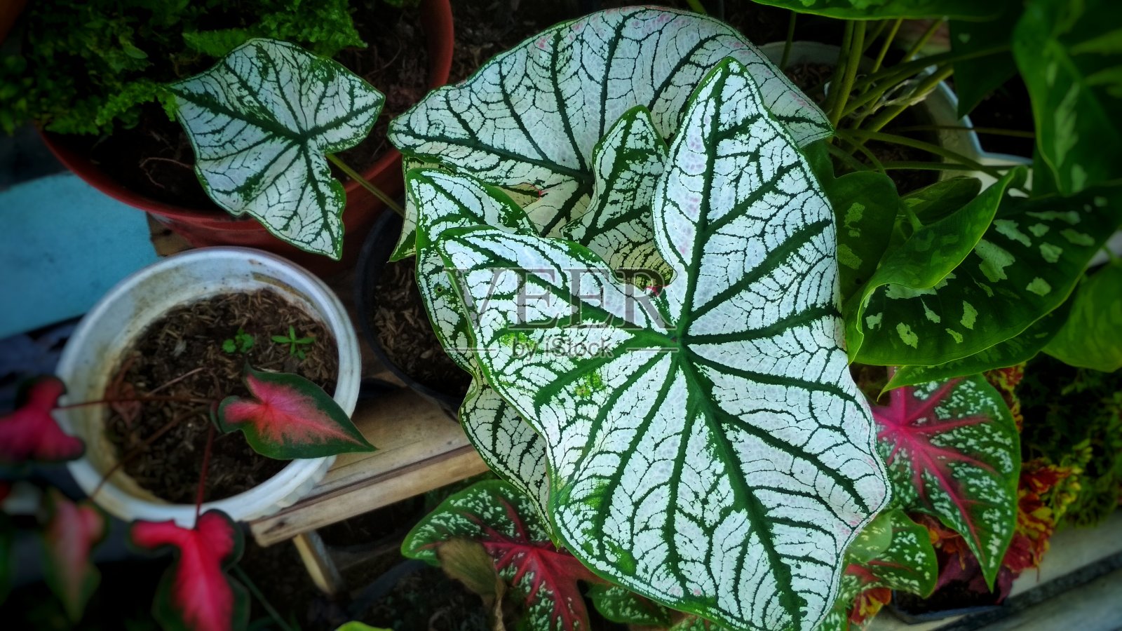 花园中的白色圣诞照片摄影图片