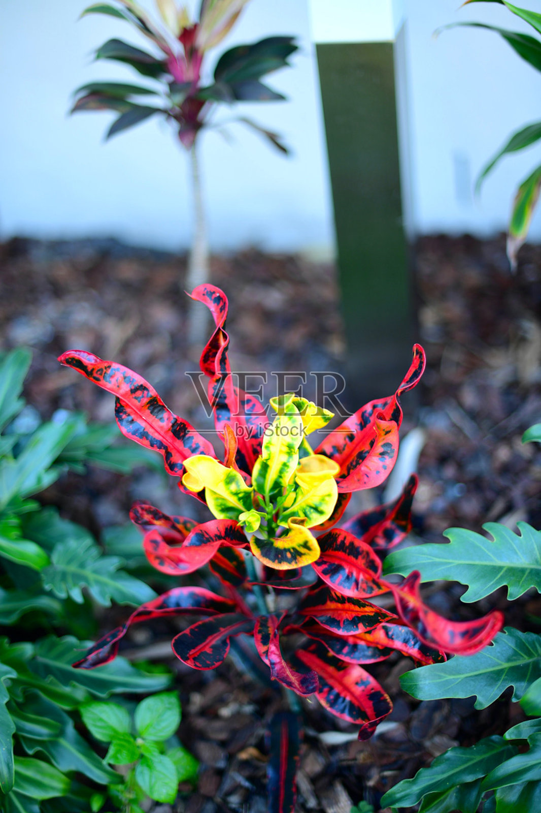 巴豆属植物照片摄影图片