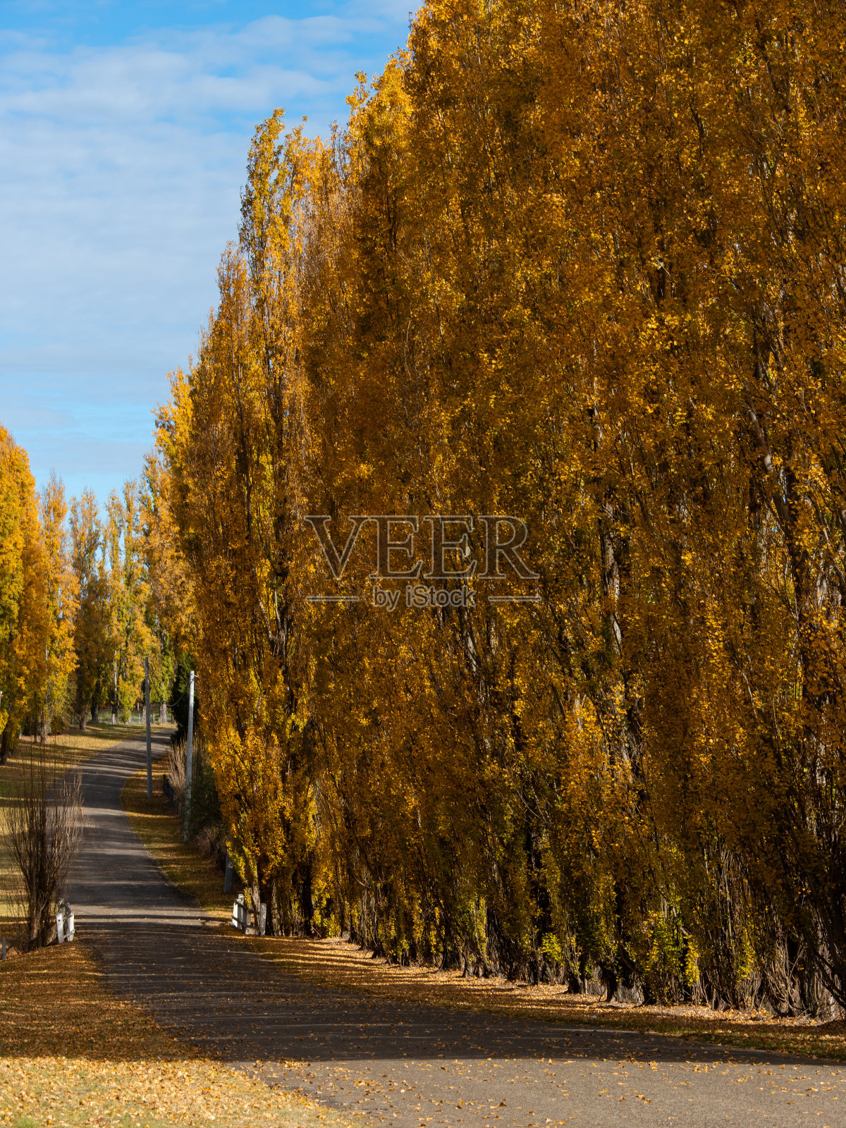 线的杨树照片摄影图片
