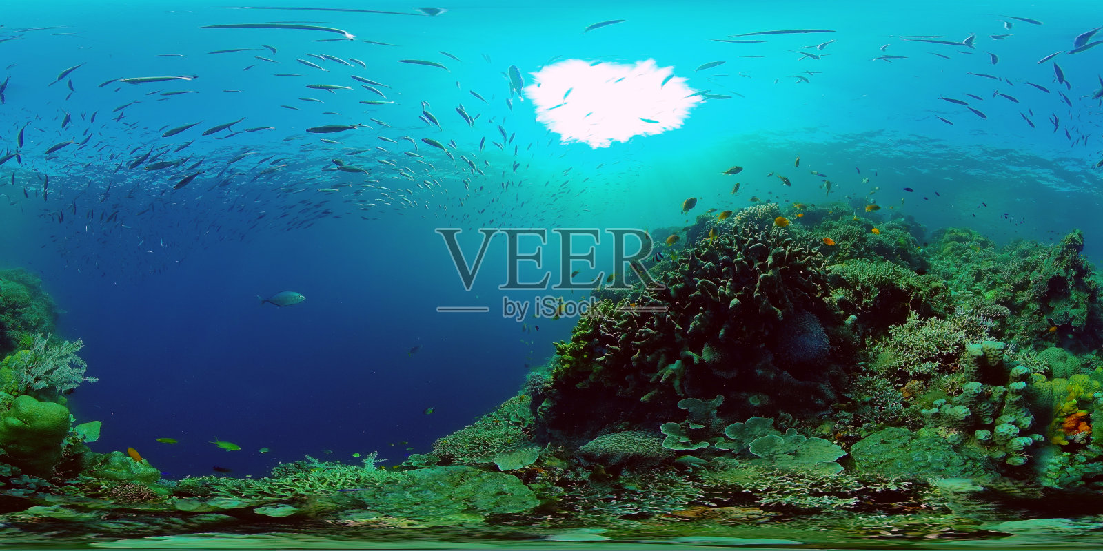 珊瑚礁和热带鱼。菲律宾,360度视图照片摄影图片