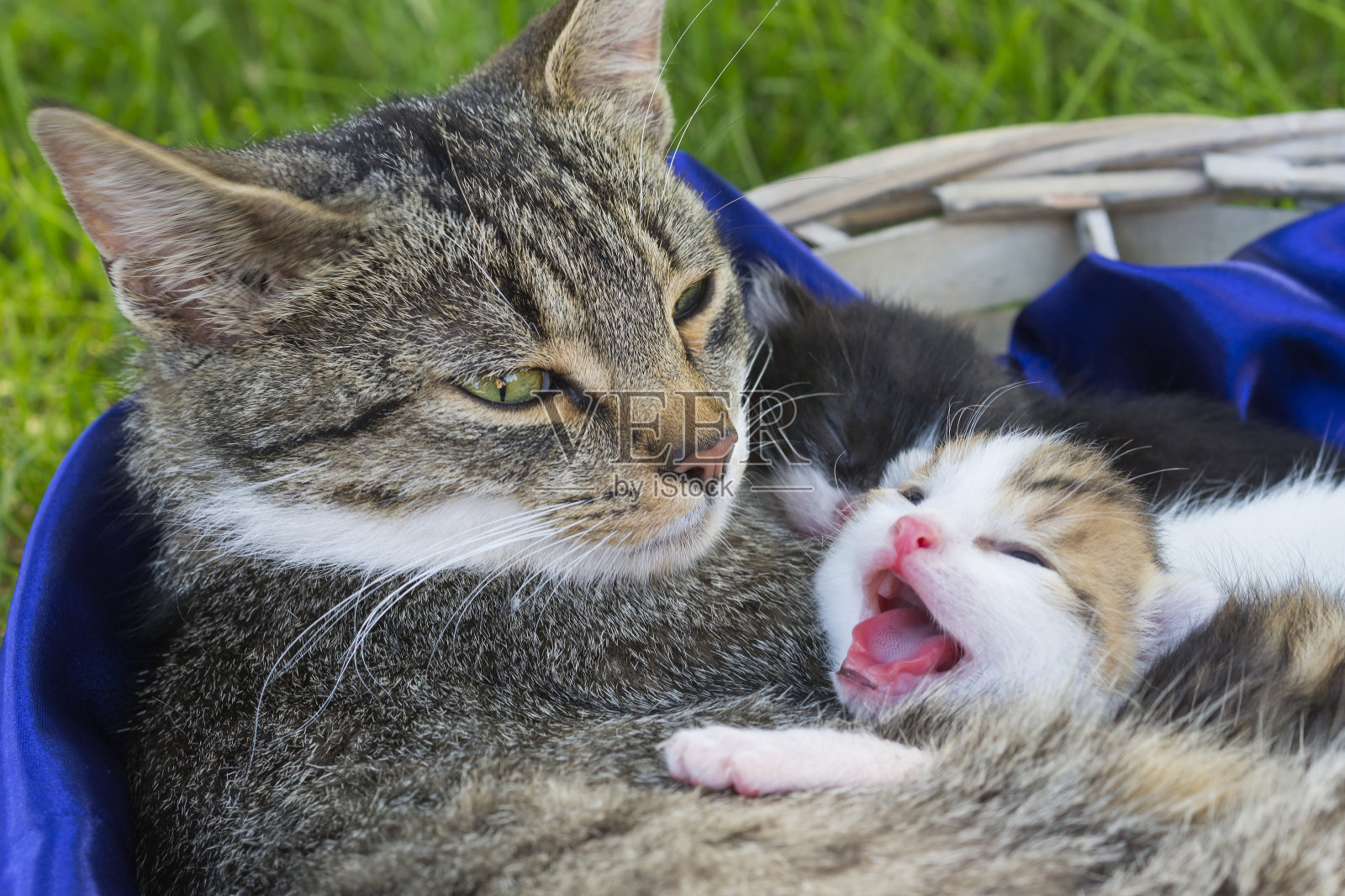 可爱的家猫与开放的口和虎斑猫妈妈休息在一个篮子照片摄影图片