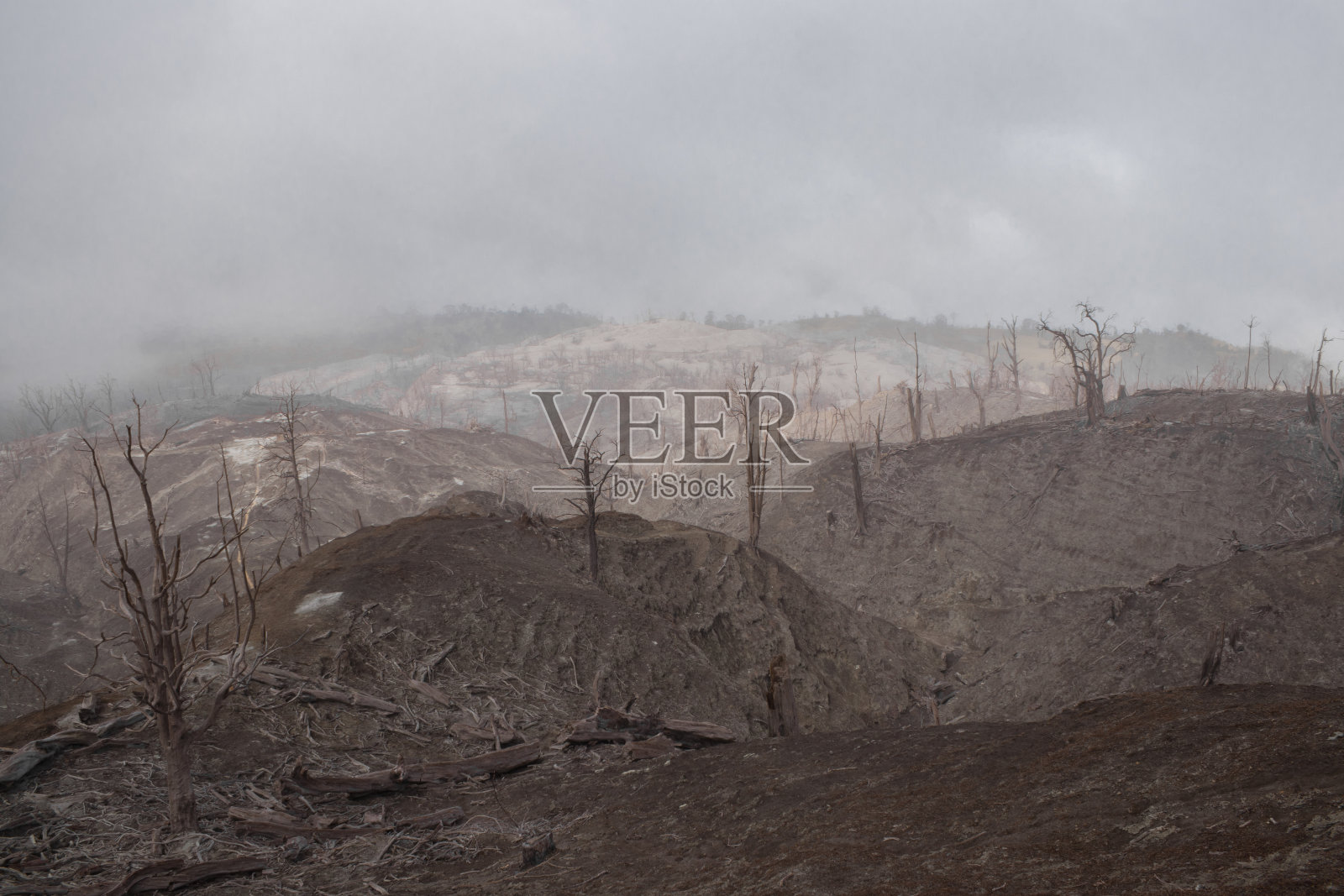 在阴天里，图里阿尔巴火山的荒凉景观中，有被烧毁和干燥的树木照片摄影图片