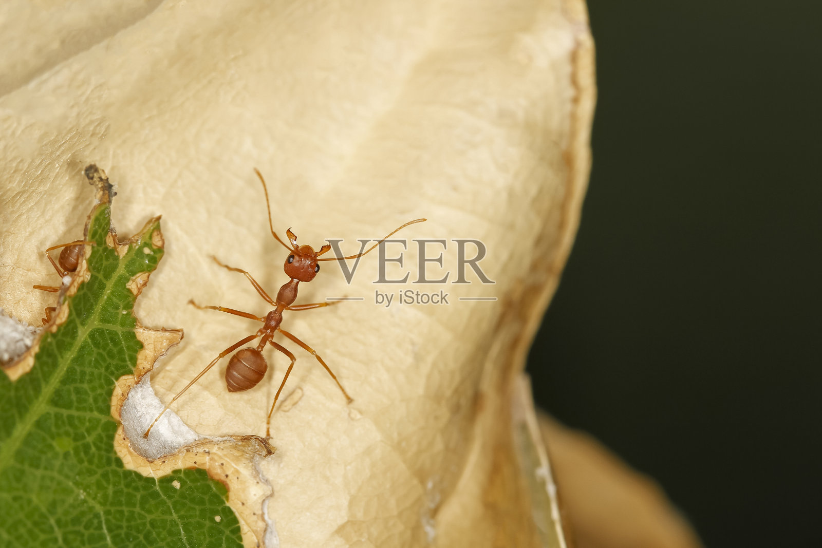 近距离观察自然界中绿叶上的红蚂蚁照片摄影图片