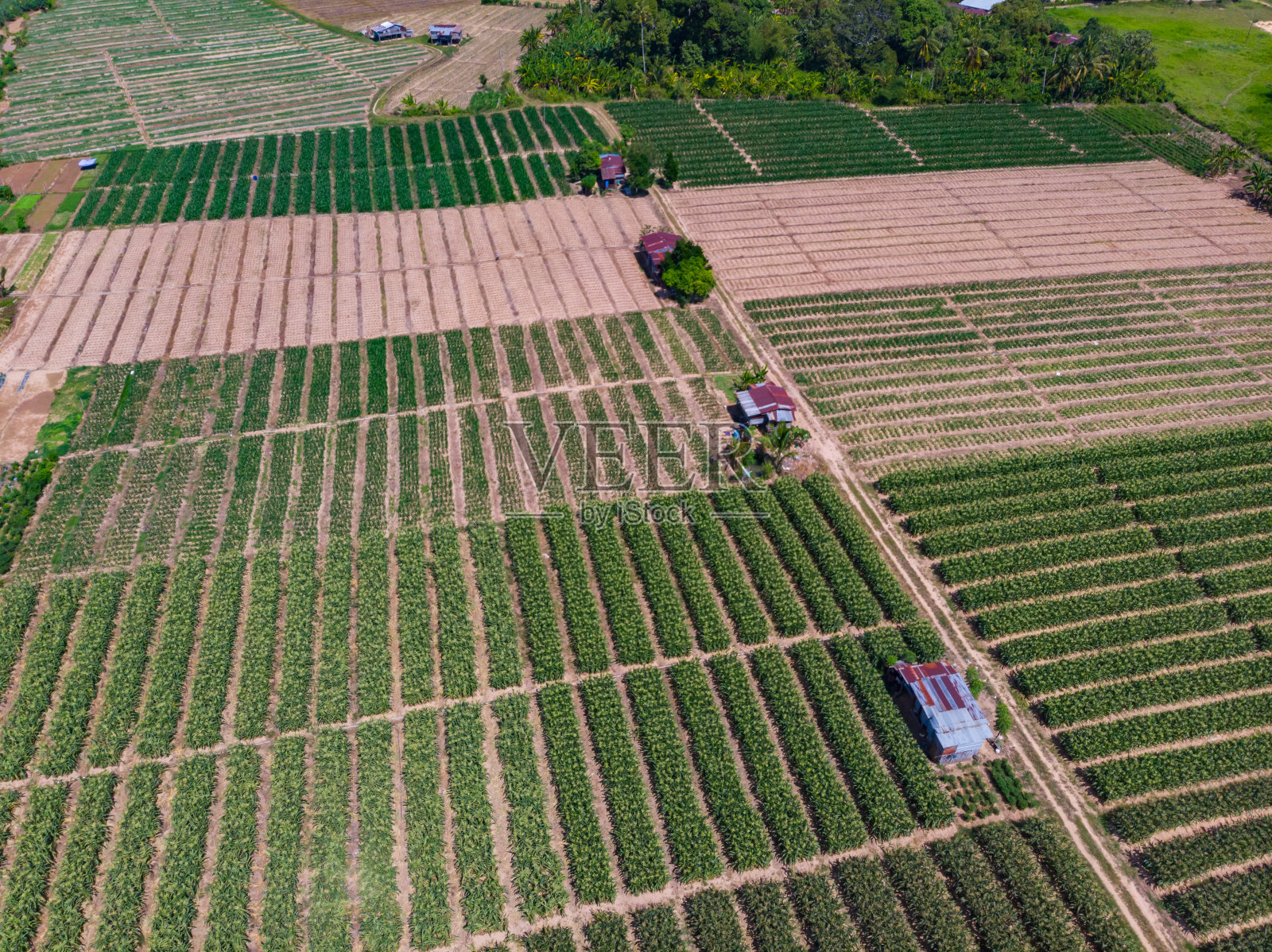 无人机拍摄的婆罗洲沙巴州图兰的玉米田照片摄影图片