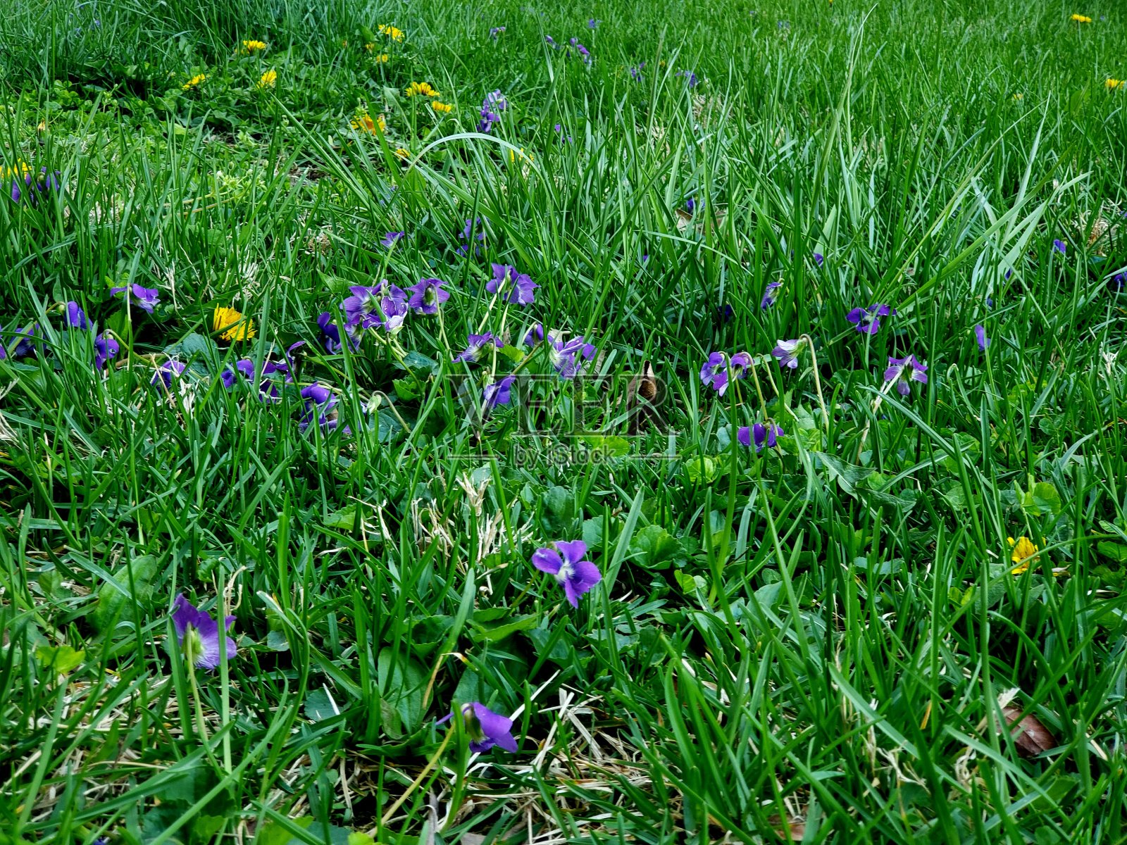 野花照片摄影图片