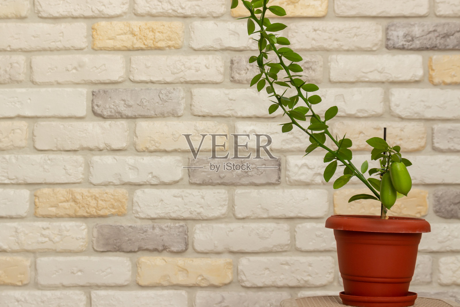 柑橘属植物的未成熟的小果实。有淡绿色叶子的杂交种，生长在自家窗台上。与sunflares特写。选择性聚焦和复制空间。室内柑橘树生长照片摄影图片