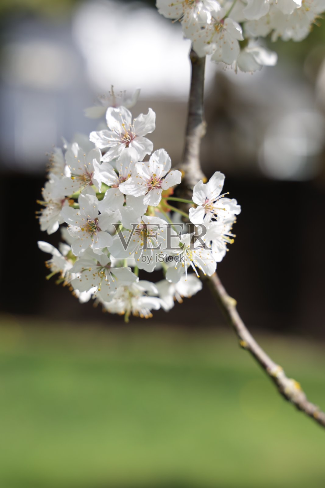 加拿大草地上盛开的白色樱花照片摄影图片